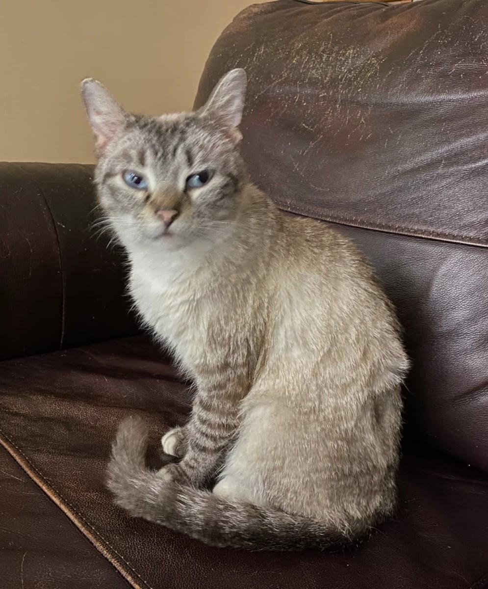 Enlarge Bows, a ADOPTABLE mixed breed in Ypsilanti, MI image 1/6