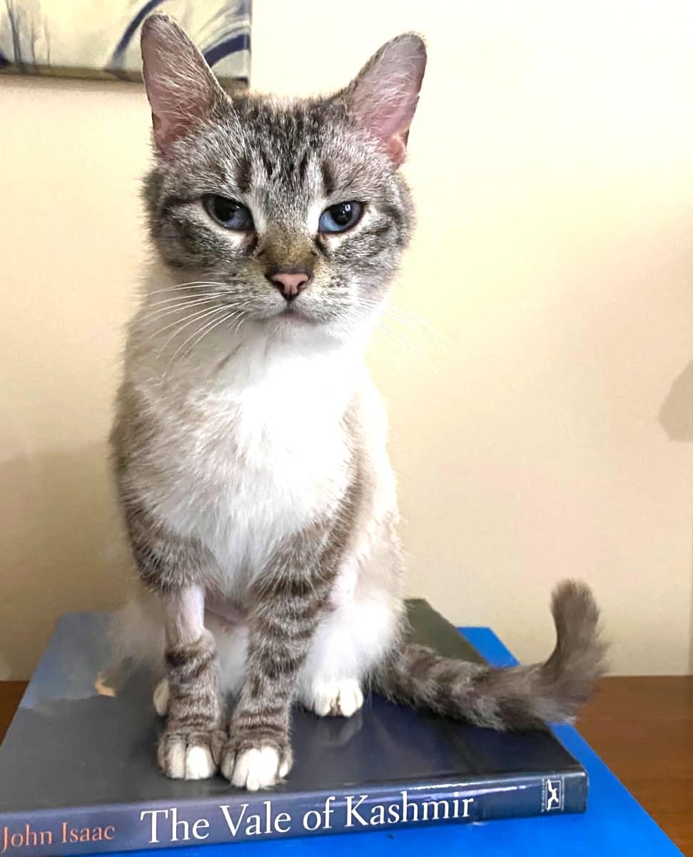 Enlarge Bows, a ADOPTABLE mixed breed in Ypsilanti, MI image 2/6