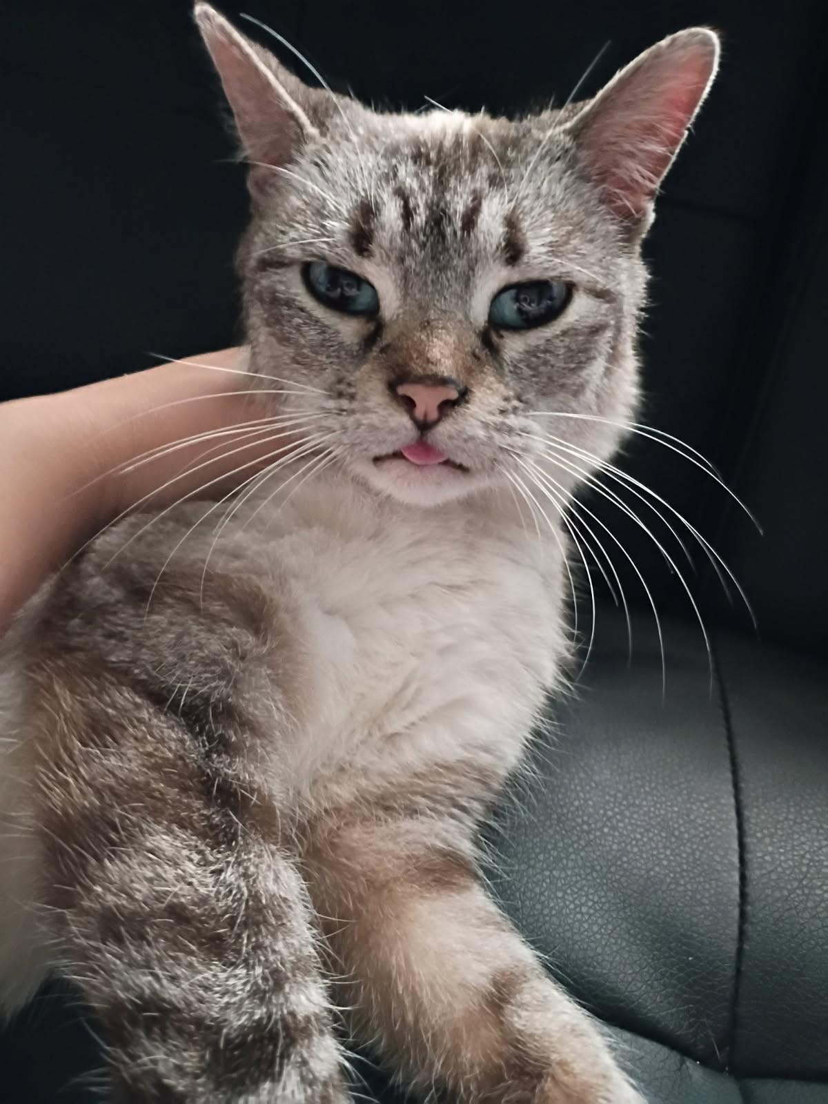 Enlarge Bows, a ADOPTABLE mixed breed in Ypsilanti, MI image 1/5