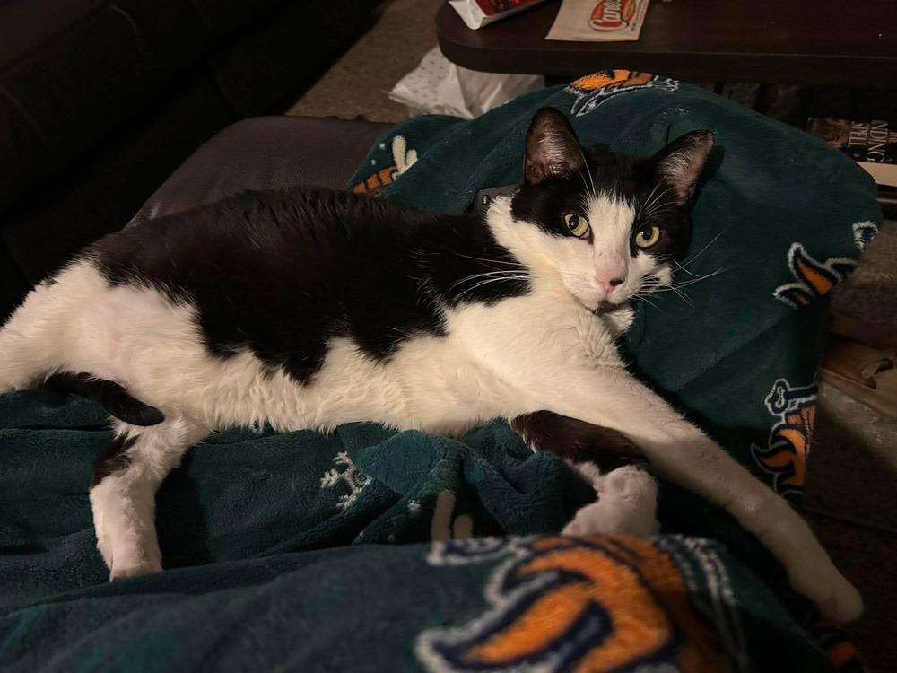 Enlarge Cleopatra, a Adoptable mixed breed in tucson, AZ image 1/6