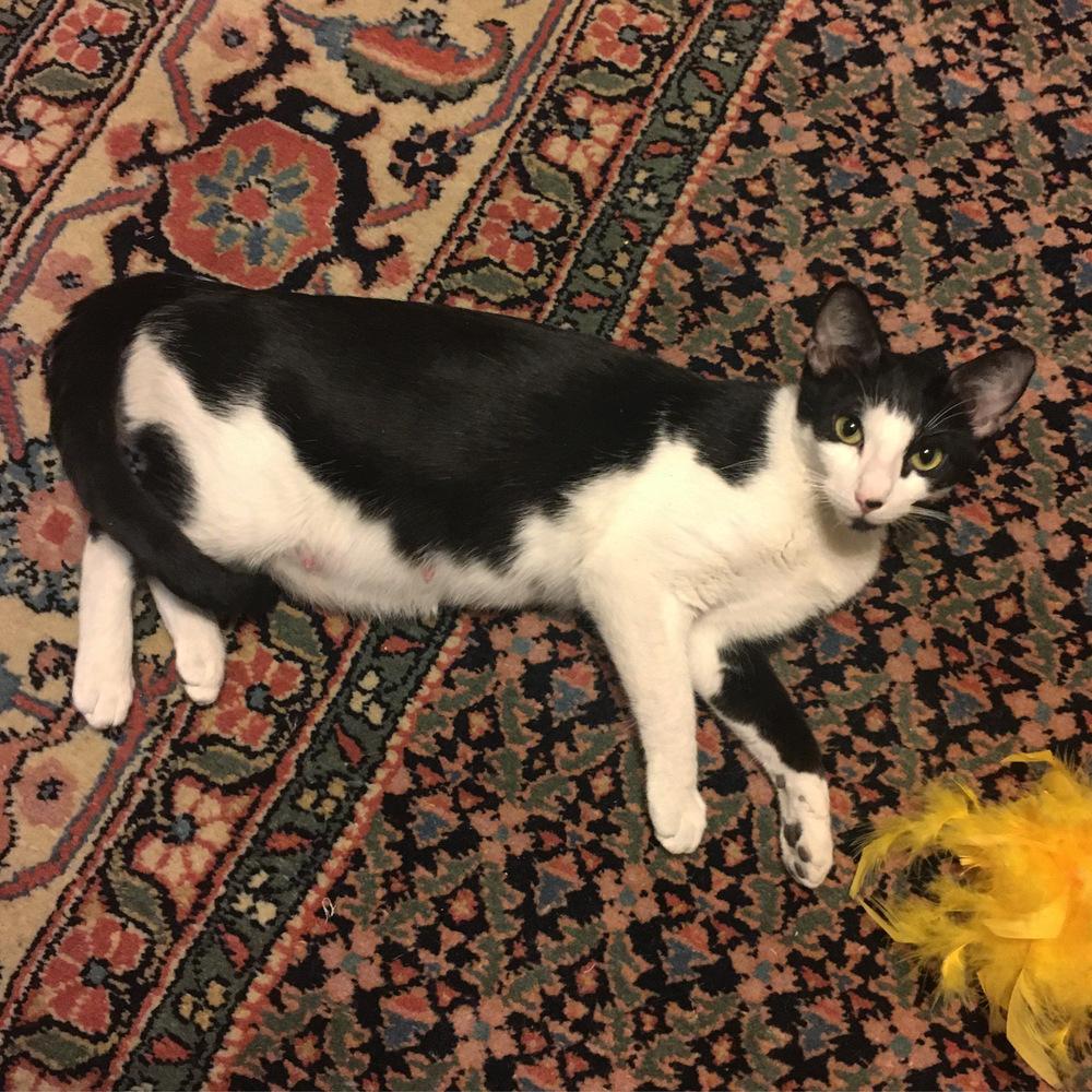 Cleopatra, Adoptable, Adult Female Domestic Short Hair.