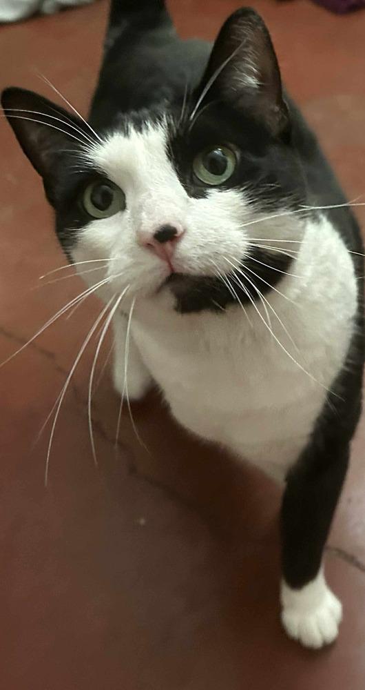 Enlarge Cleopatra, a Adoptable mixed breed in tucson, AZ image 2/6