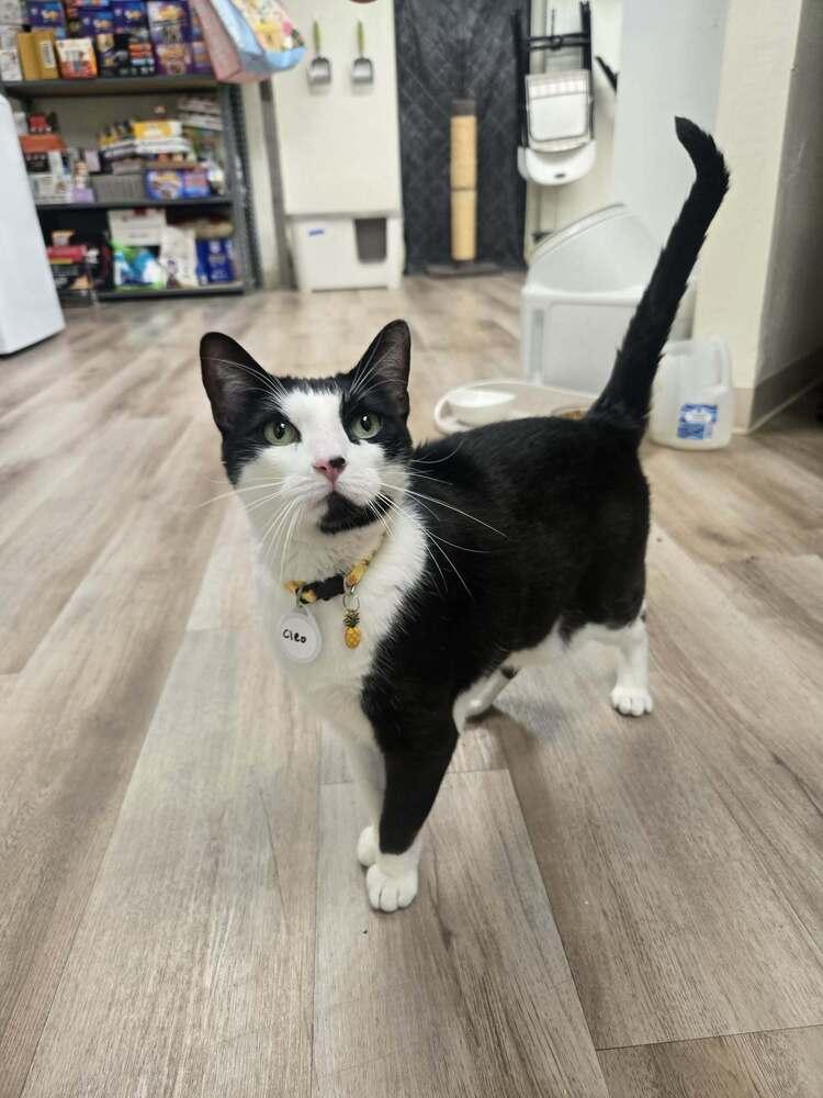 Enlarge Cleopatra, a Adoptable mixed breed in tucson, AZ image 2/6
