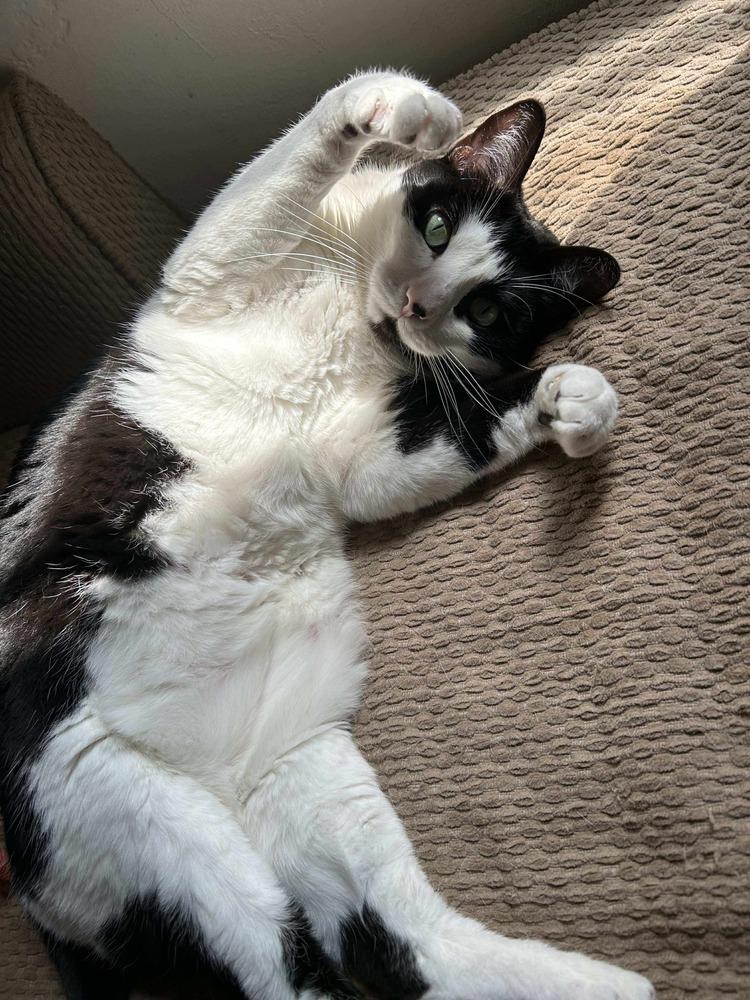 Enlarge Cleopatra, a Adoptable mixed breed in tucson, AZ image 3/6