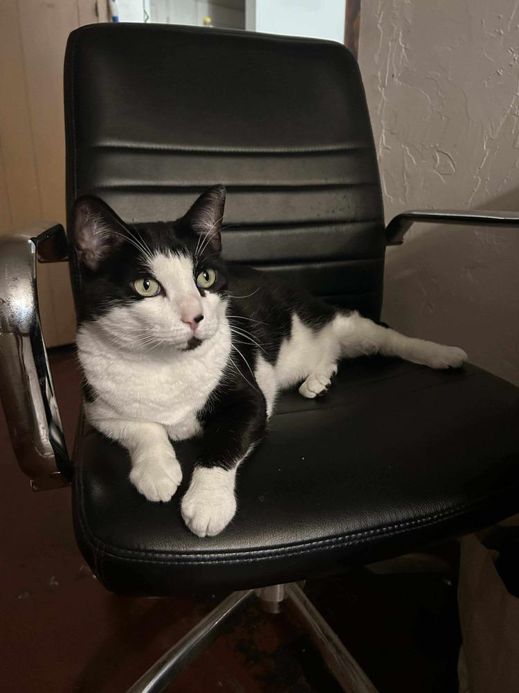 Enlarge Cleopatra, a Adoptable mixed breed in tucson, AZ image 4/6