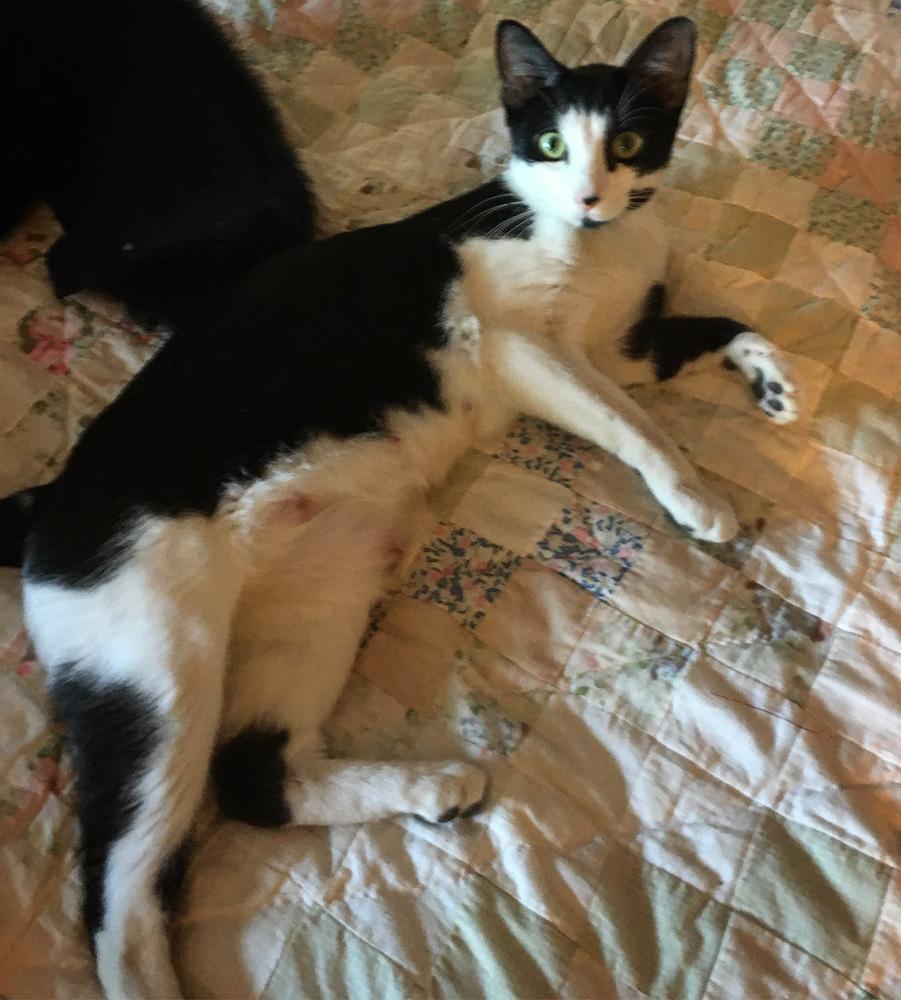 Enlarge Cleopatra, a Adoptable mixed breed in tucson, AZ image 5/6