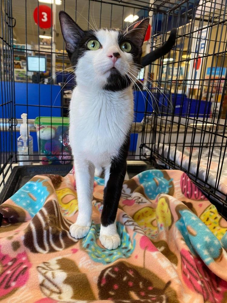 Enlarge Cleopatra, a Adoptable mixed breed in tucson, AZ image 6/6