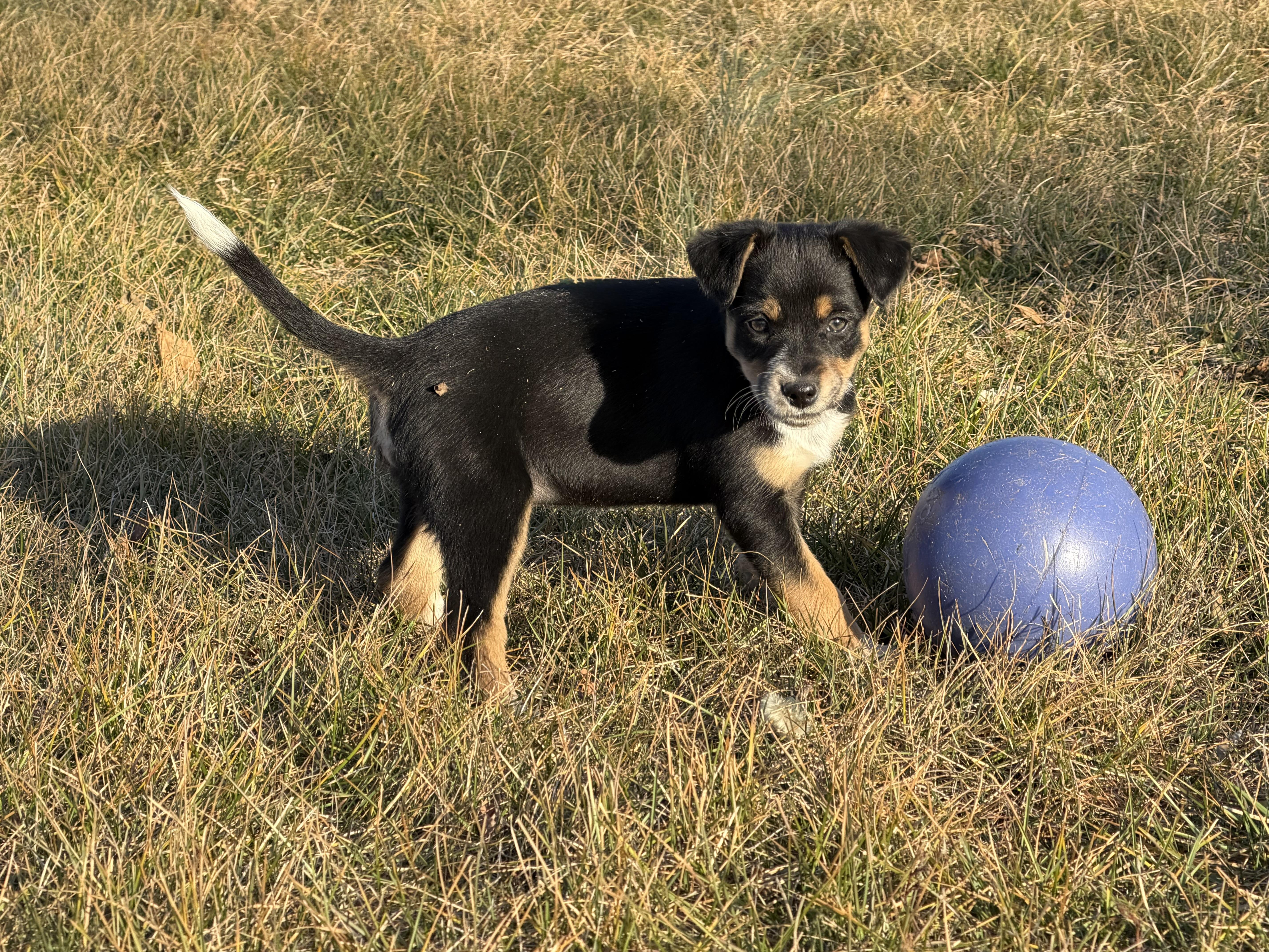 Enlarge Miss June     Active puppy, a ADOPTABLE mixed breed in Grottoes, VA image 4/6