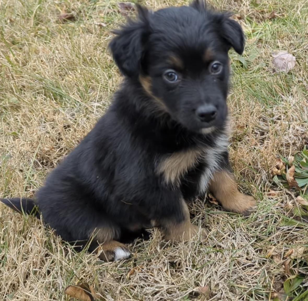 June and August, a ADOPTABLE mixed breed in Culpeper, VA image 4/6