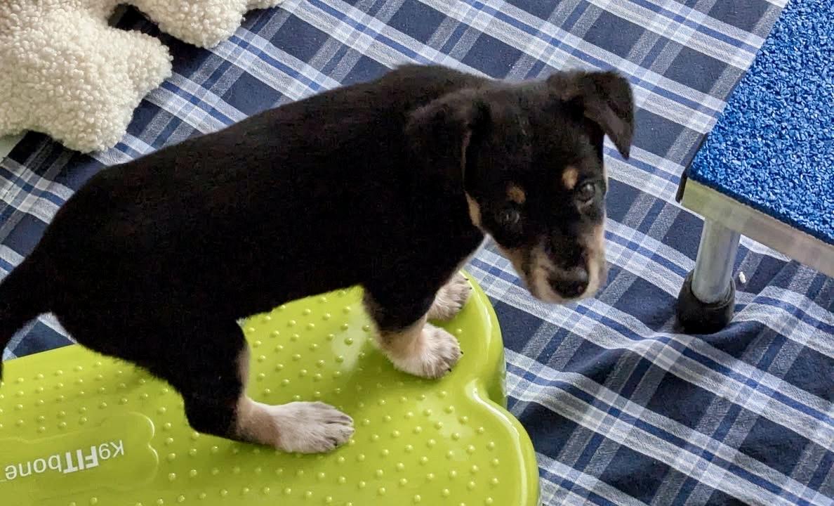 Enlarge Miss June - Sport prospect, a ADOPTABLE mixed breed in Grottoes, VA image 3/4