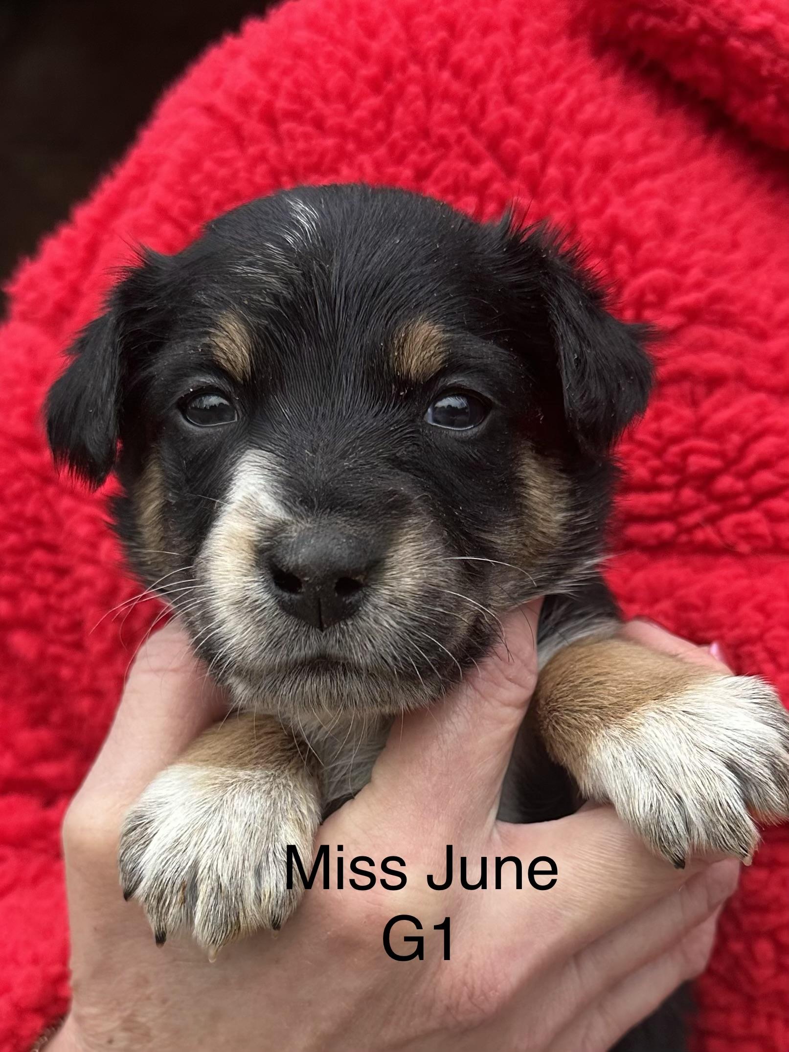 Calendar Puppies, ADOPTABLE, Puppy Female Border Collie & Cattle Dog.
