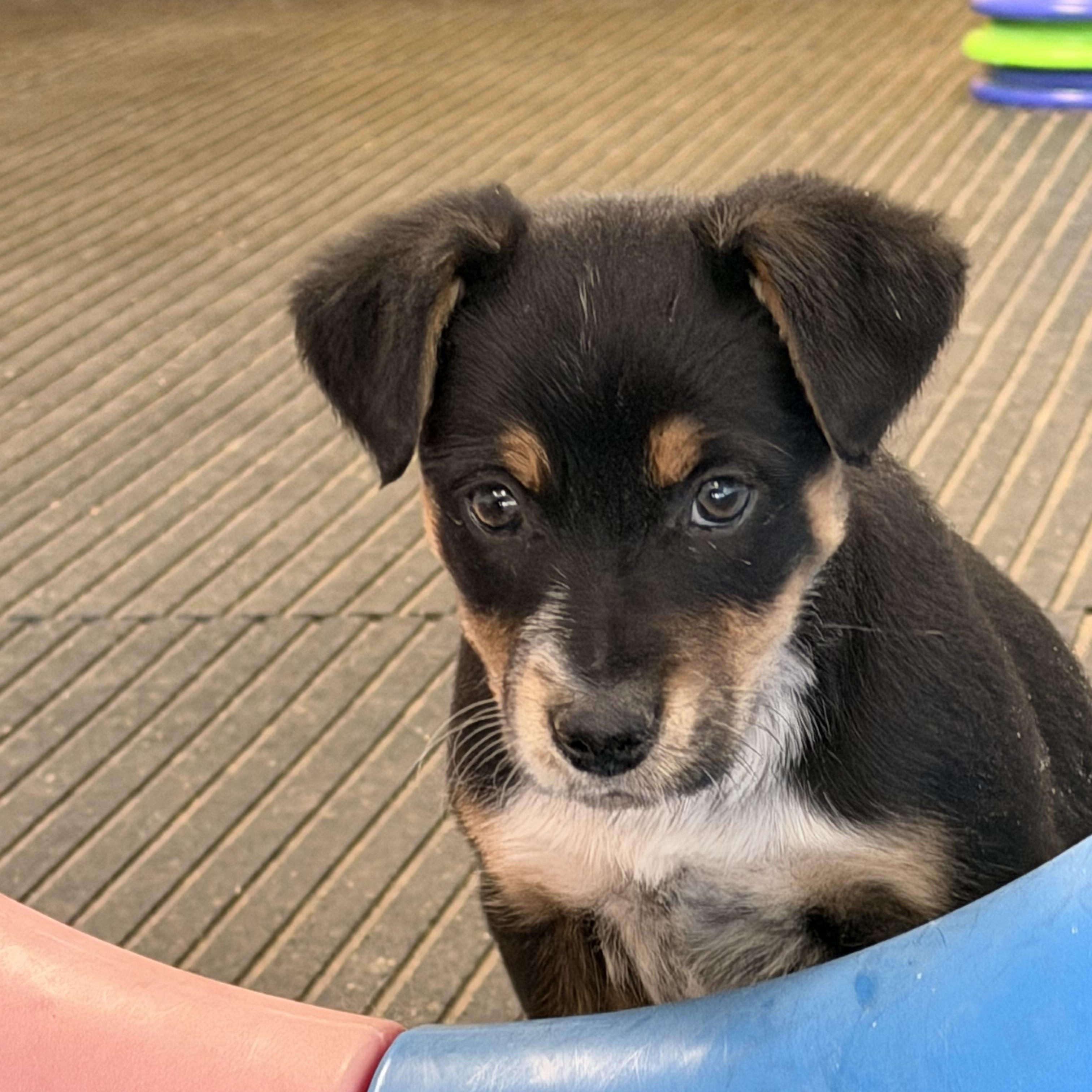 Enlarge Miss June     Active puppy, a ADOPTABLE mixed breed in Grottoes, VA image 2/6