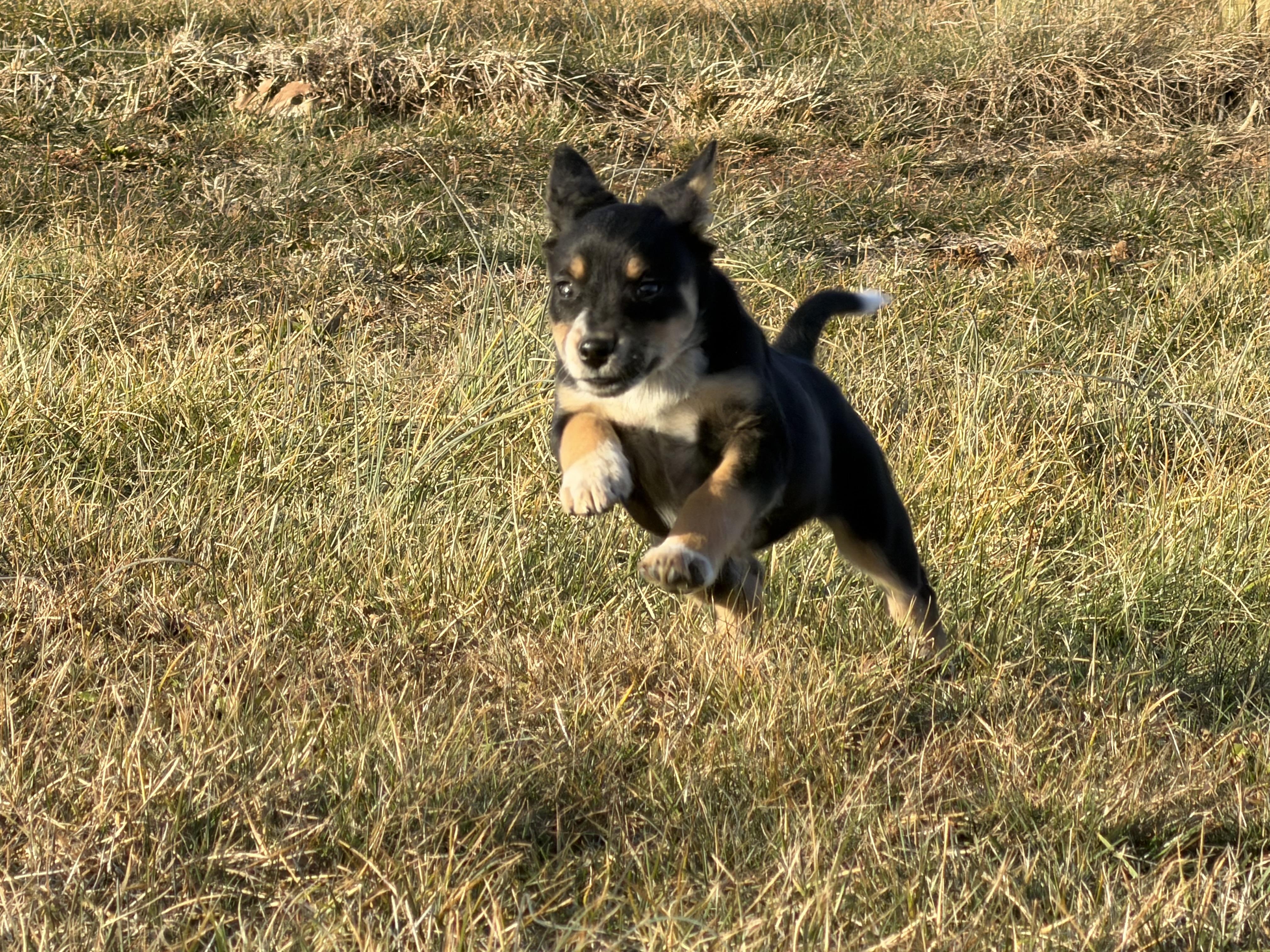 Enlarge Miss June     Active puppy, a ADOPTABLE mixed breed in Grottoes, VA image 5/6