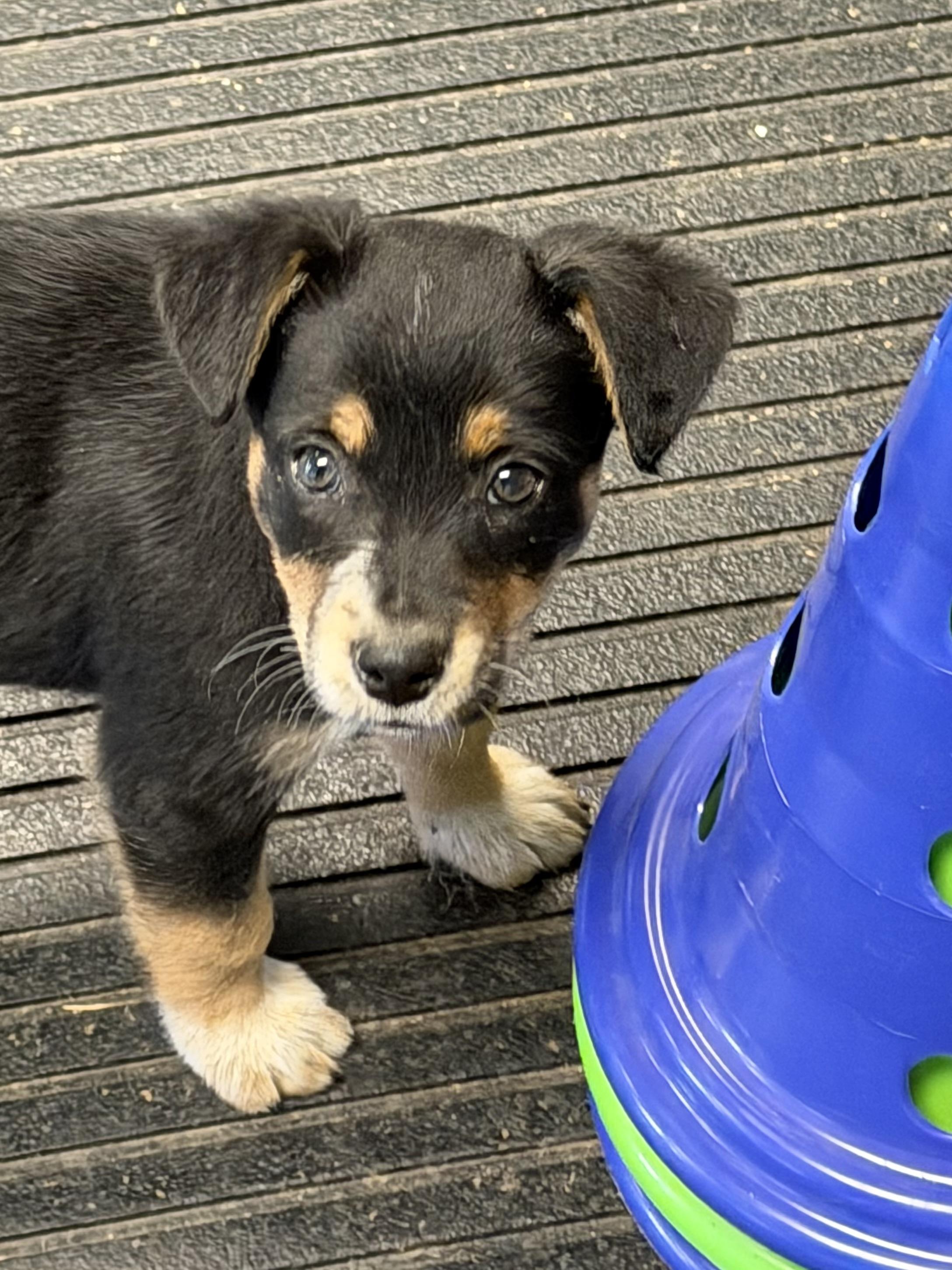 Miss June     Active puppy, ADOPTABLE, Puppy Female Border Collie & Cattle Dog.