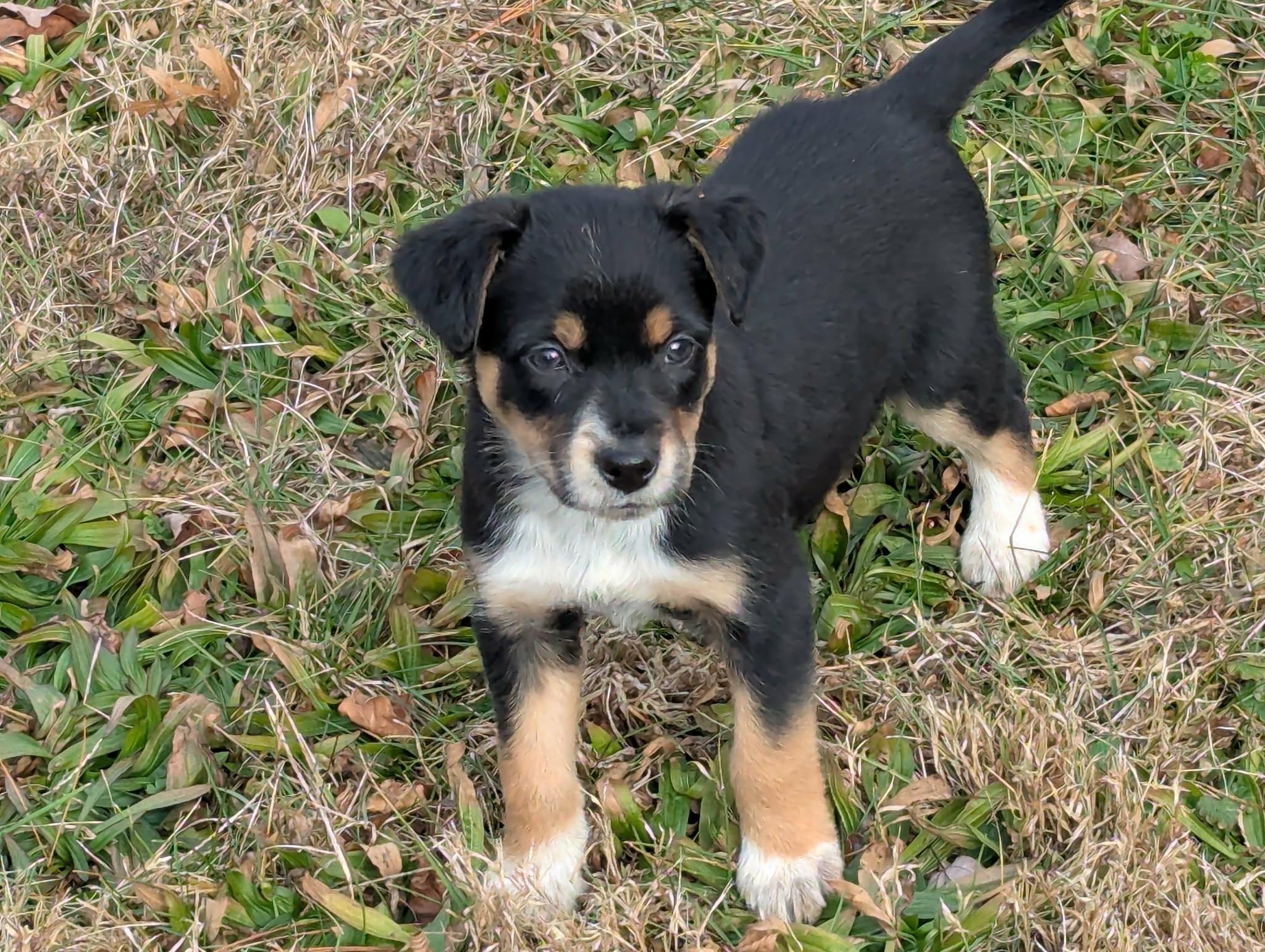 Miss August, ADOPTABLE, Puppy Female Border Collie & Cattle Dog.