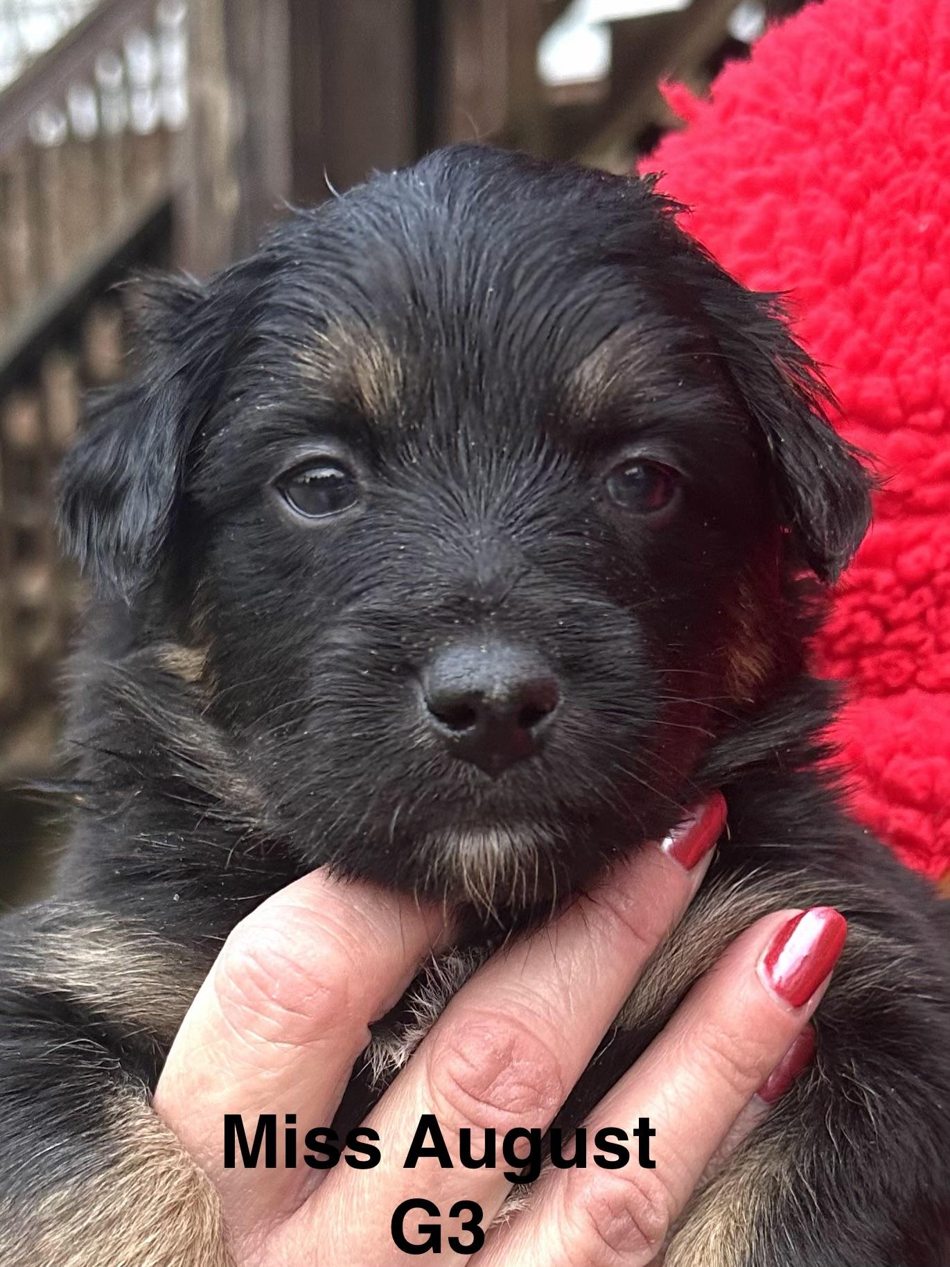 Enlarge Calendar Puppies, a ADOPTABLE mixed breed in Culpeper, VA image 2/4