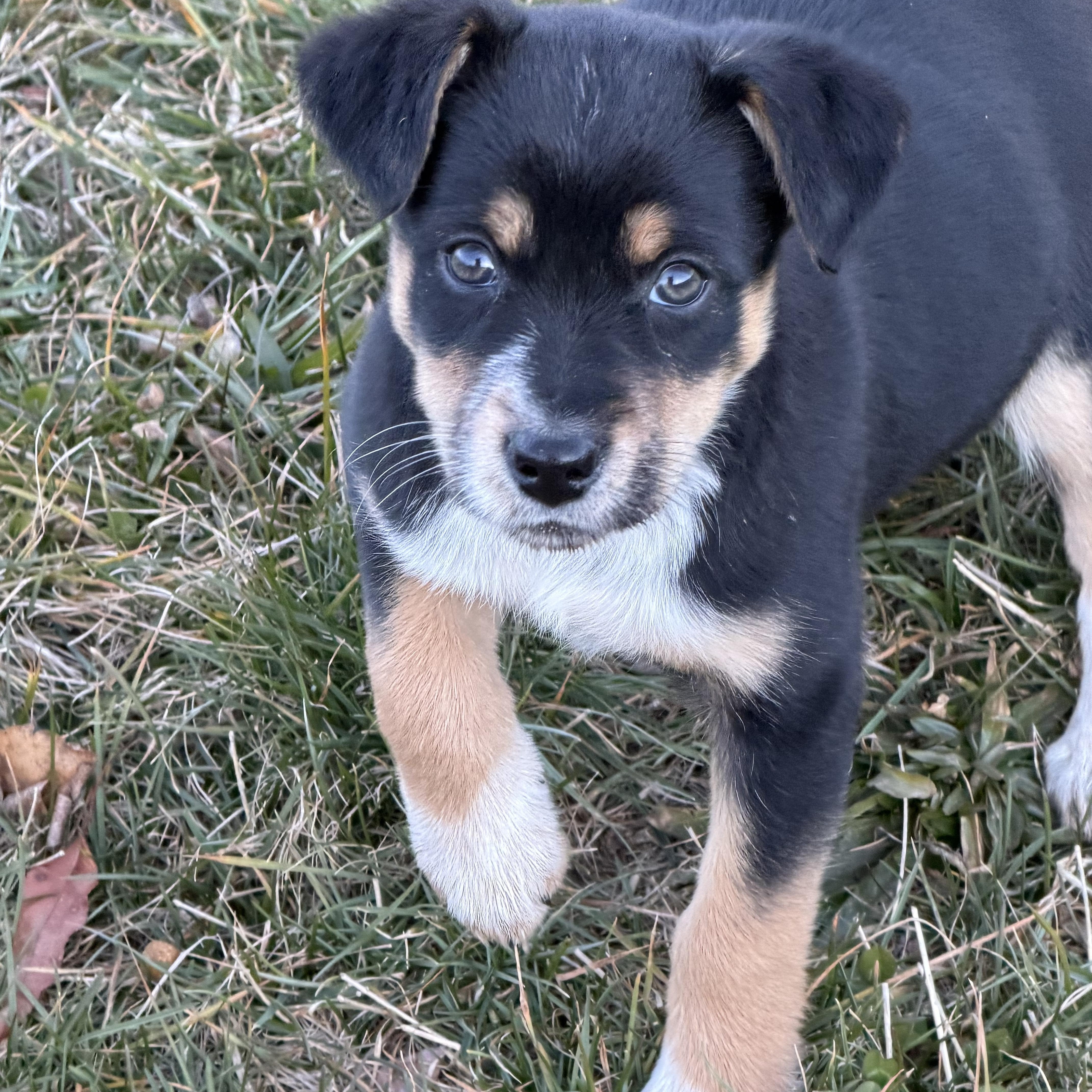 Enlarge Miss June     Active puppy, a ADOPTABLE mixed breed in Grottoes, VA image 3/6