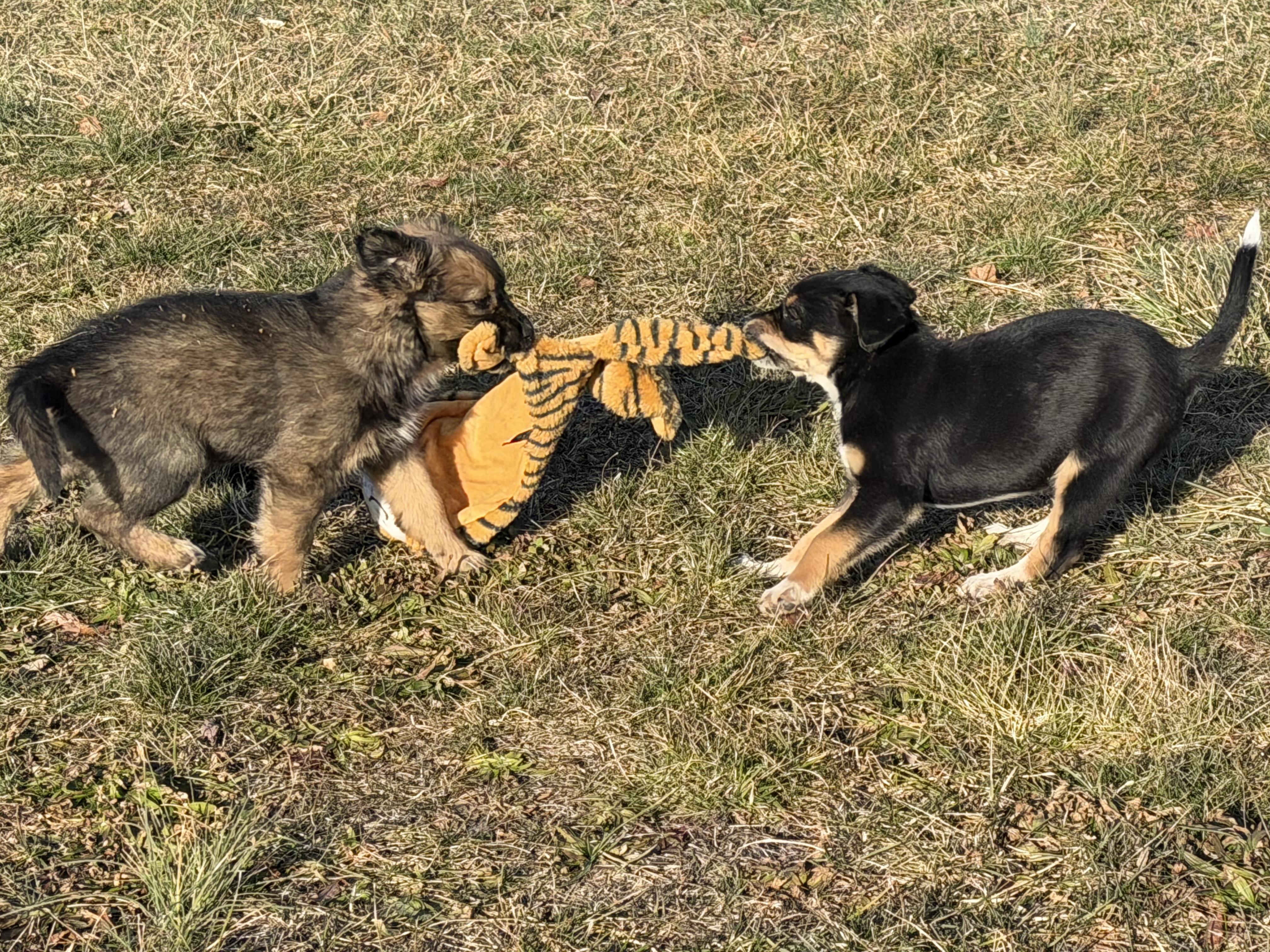 Enlarge Miss June     Active puppy, a ADOPTABLE mixed breed in Grottoes, VA image 6/6