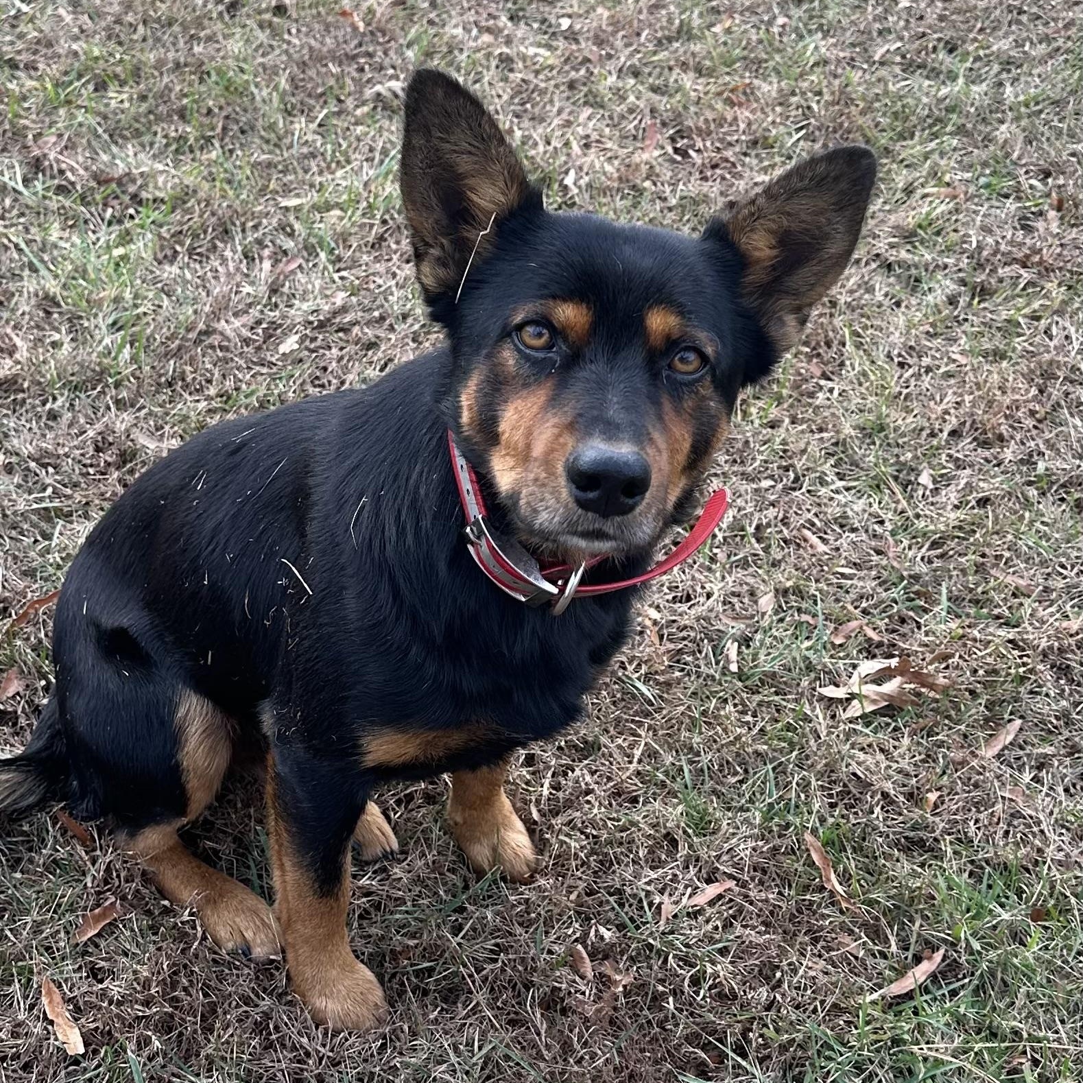 Enlarge Calendar Puppies, a ADOPTABLE mixed breed in Culpeper, VA image 4/4