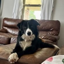 Enlarge Calendar Puppies, a ADOPTABLE mixed breed in Culpeper, VA image 3/4
