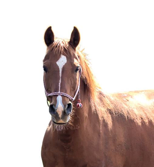 Rudy - SPONSORSHIP ONLY, a Adoptable Arabian in Elkhart Lake, WI image 1/12