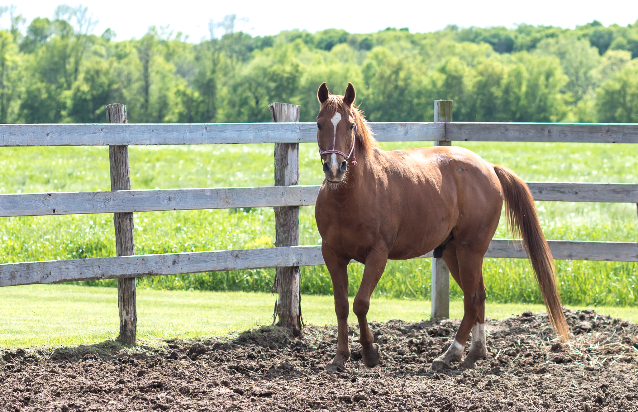 Rudy - SPONSORSHIP ONLY, a Adoptable Arabian in Elkhart Lake, WI image 2/12