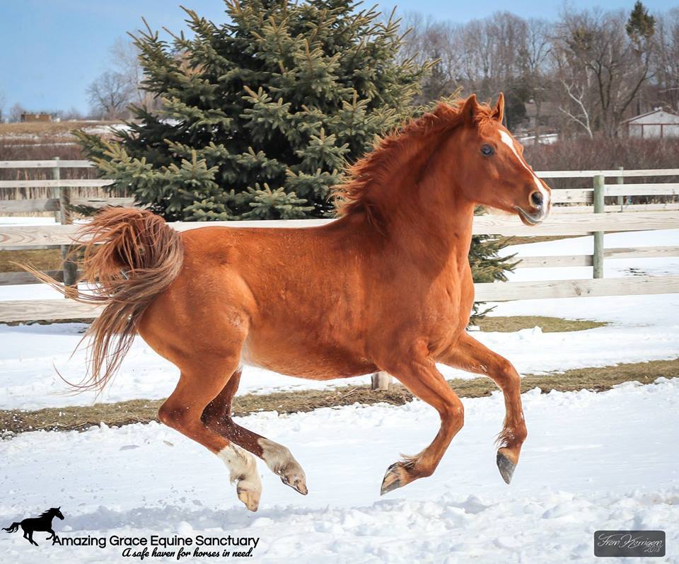 Rudy - SPONSORSHIP ONLY, a Adoptable Arabian in Elkhart Lake, WI image 3/12