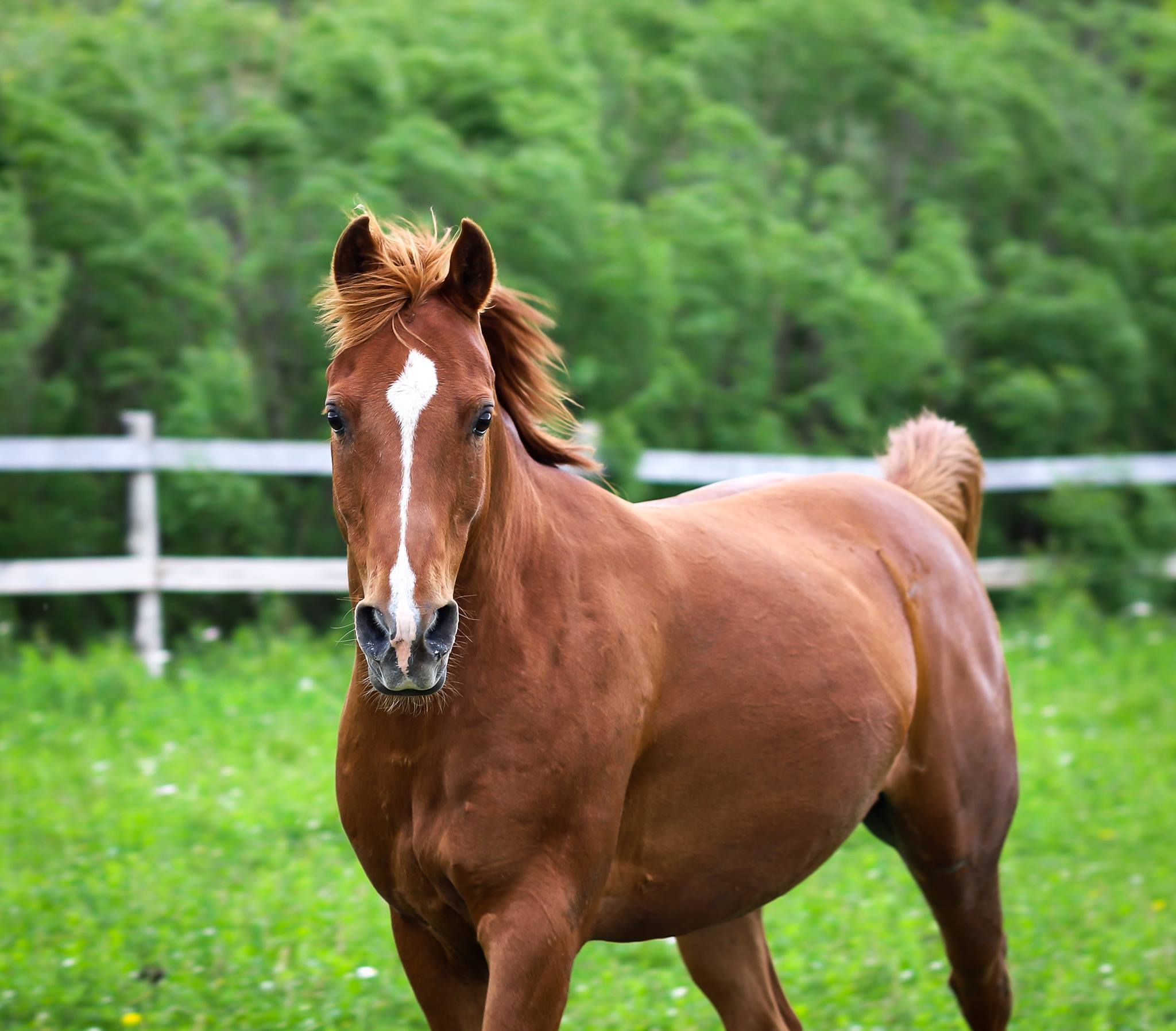 Rudy - SPONSORSHIP ONLY, a Adoptable Arabian in Elkhart Lake, WI image 4/12