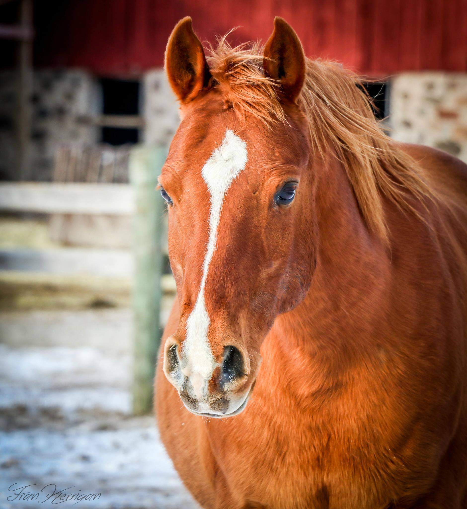 Rudy - SPONSORSHIP ONLY, a Adoptable Arabian in Elkhart Lake, WI image 5/12