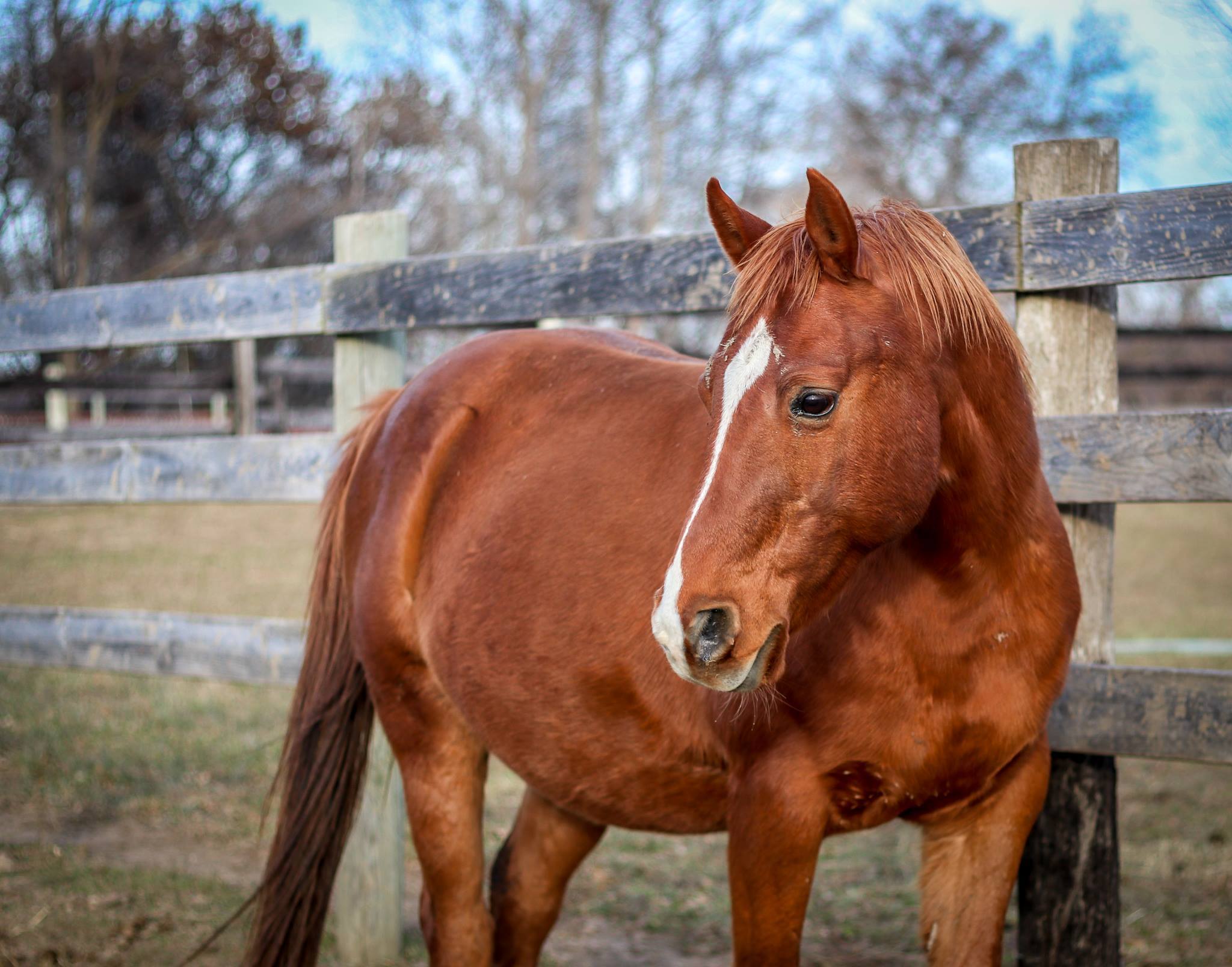 Rudy - SPONSORSHIP ONLY, a Adoptable Arabian in Elkhart Lake, WI image 6/12