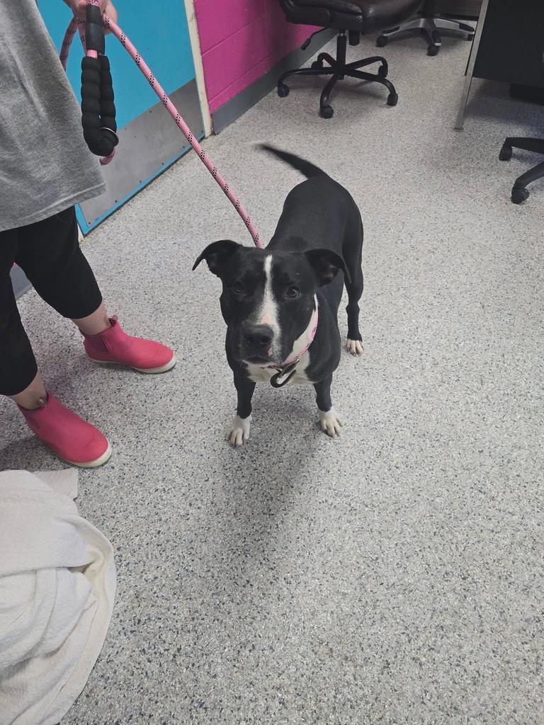 Rex, a Adoptable mixed breed in Livingston, LA image 1/3