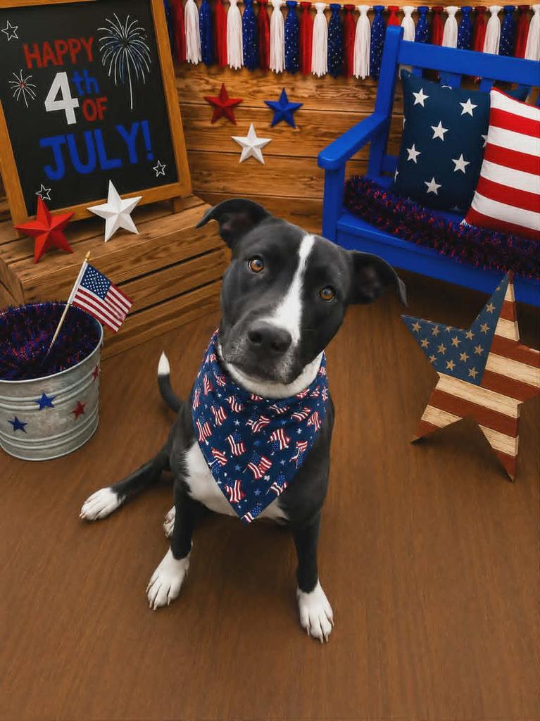 Rex, a Adoptable mixed breed in Livingston, LA image 2/3