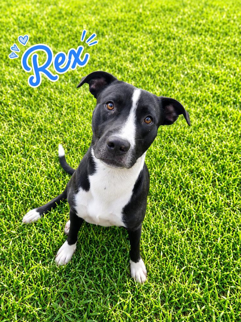 Rex, a Adoptable mixed breed in Livingston, LA image 3/3