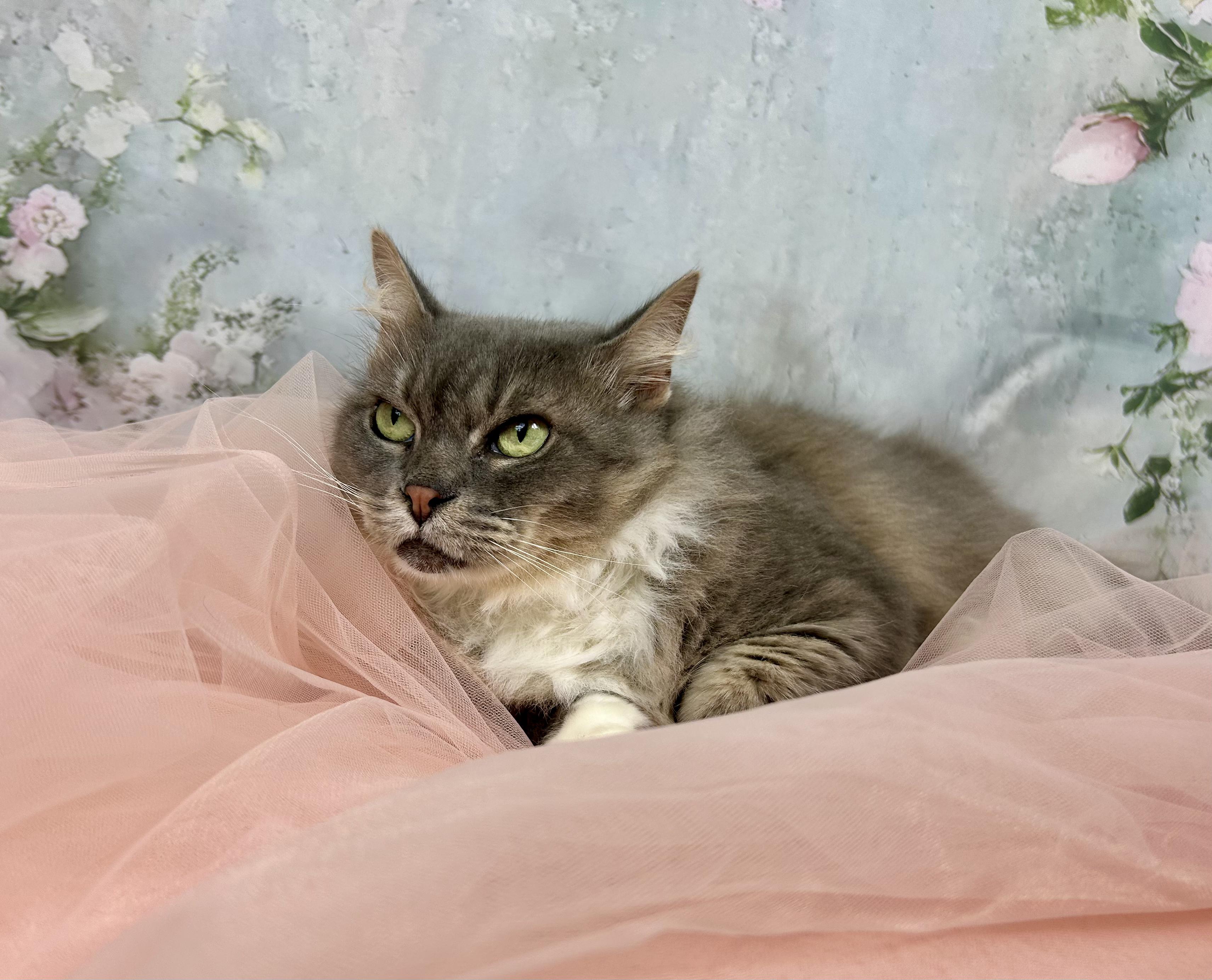 Enlarge Thumbelina, a Adoptable Domestic Long Hair in Webster, TX image 1/5