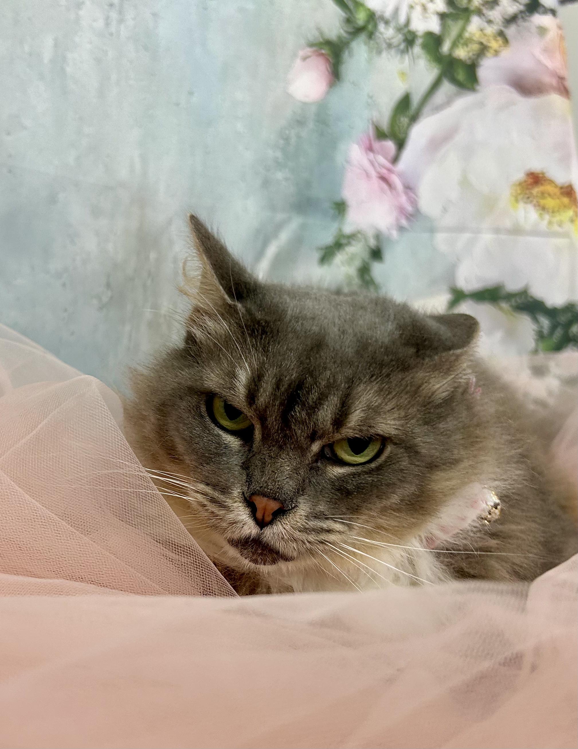 Enlarge Thumbelina, a Adoptable Domestic Long Hair in Webster, TX image 2/5
