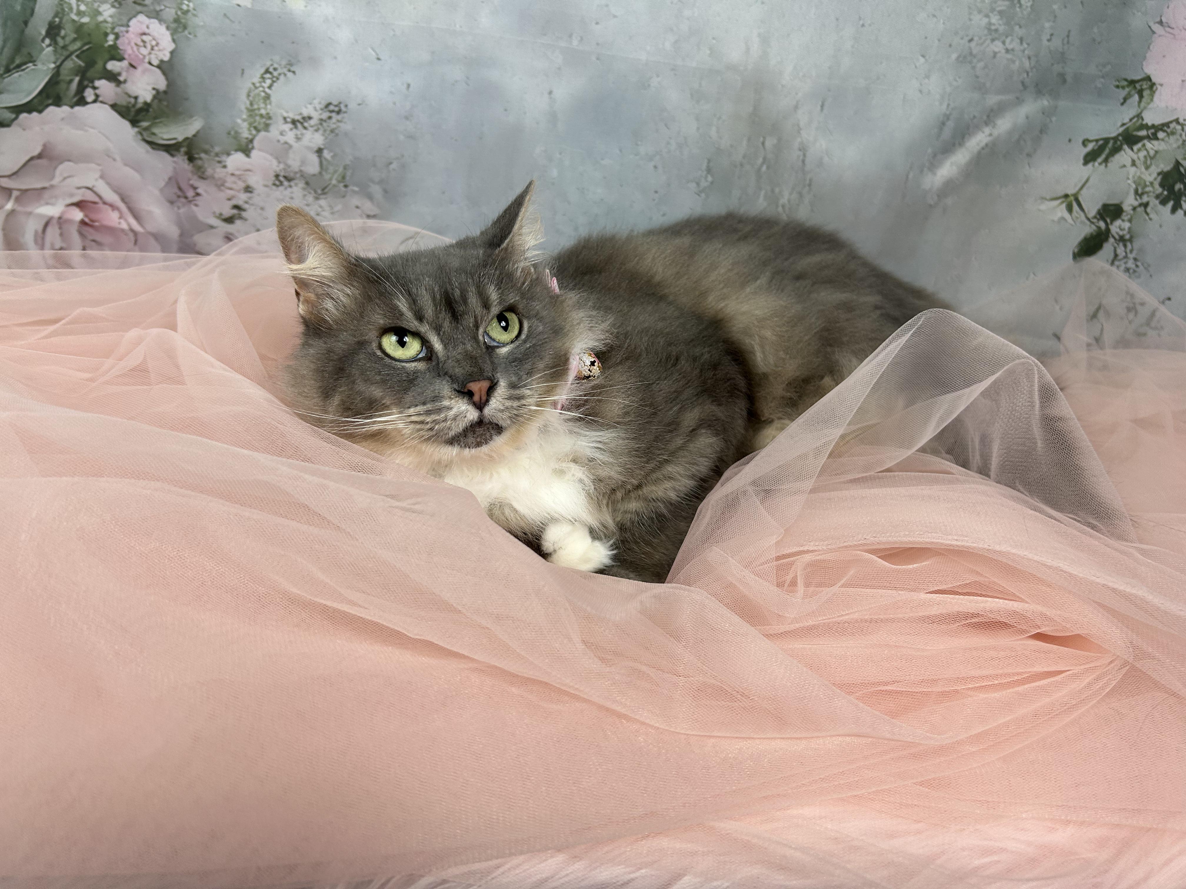 Enlarge Thumbelina, a Adoptable Domestic Long Hair in Webster, TX image 4/5