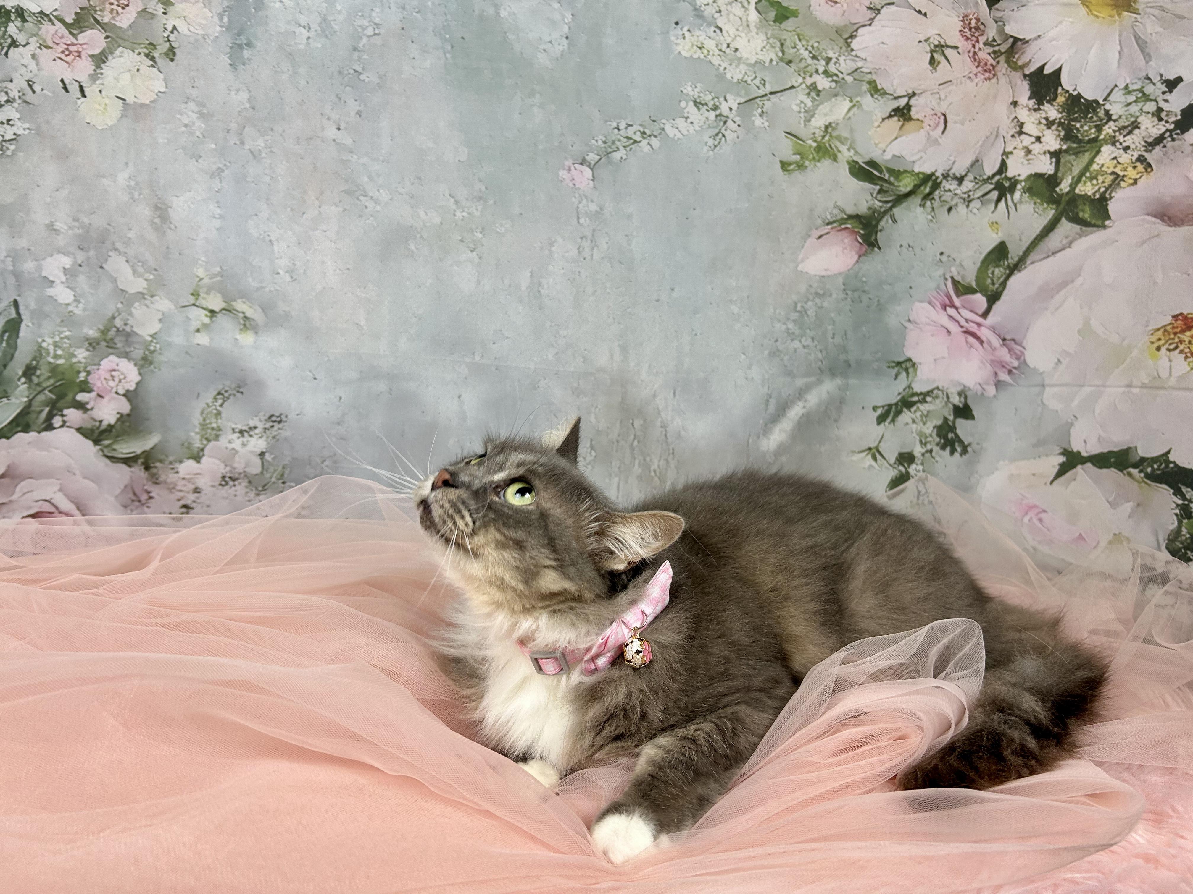 Enlarge Thumbelina, a Adoptable Domestic Long Hair in Webster, TX image 5/5