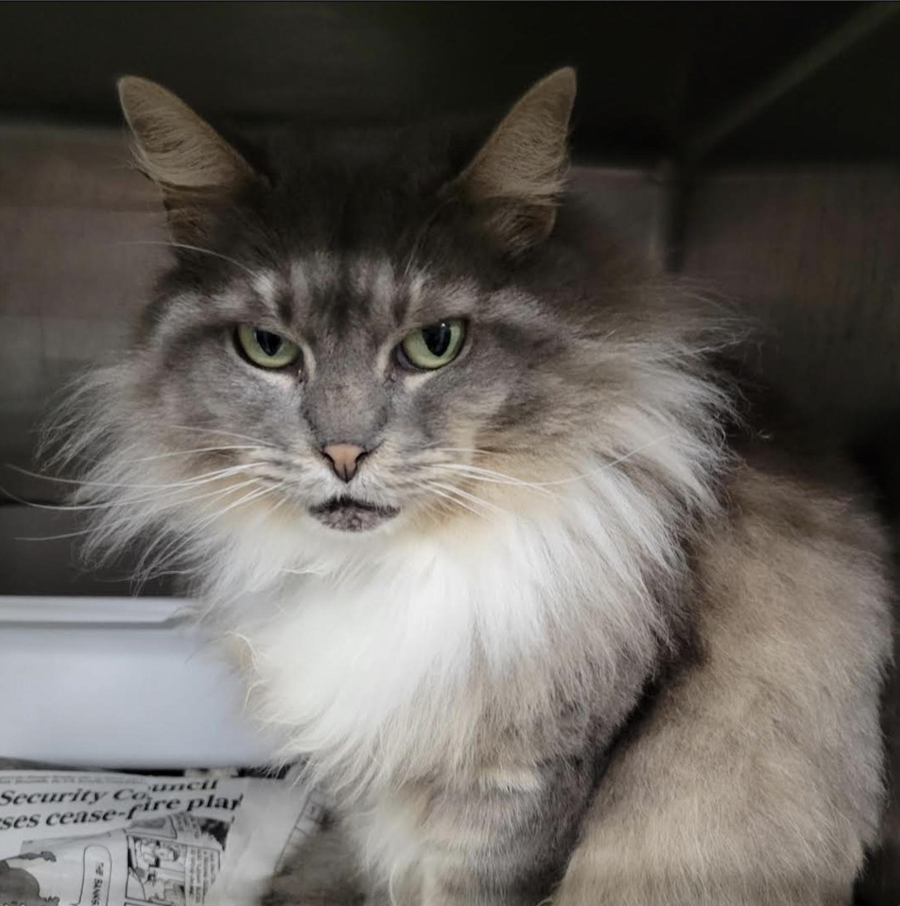 Enlarge Thumbelina, a Adoptable Domestic Long Hair in Webster, TX image 3/5