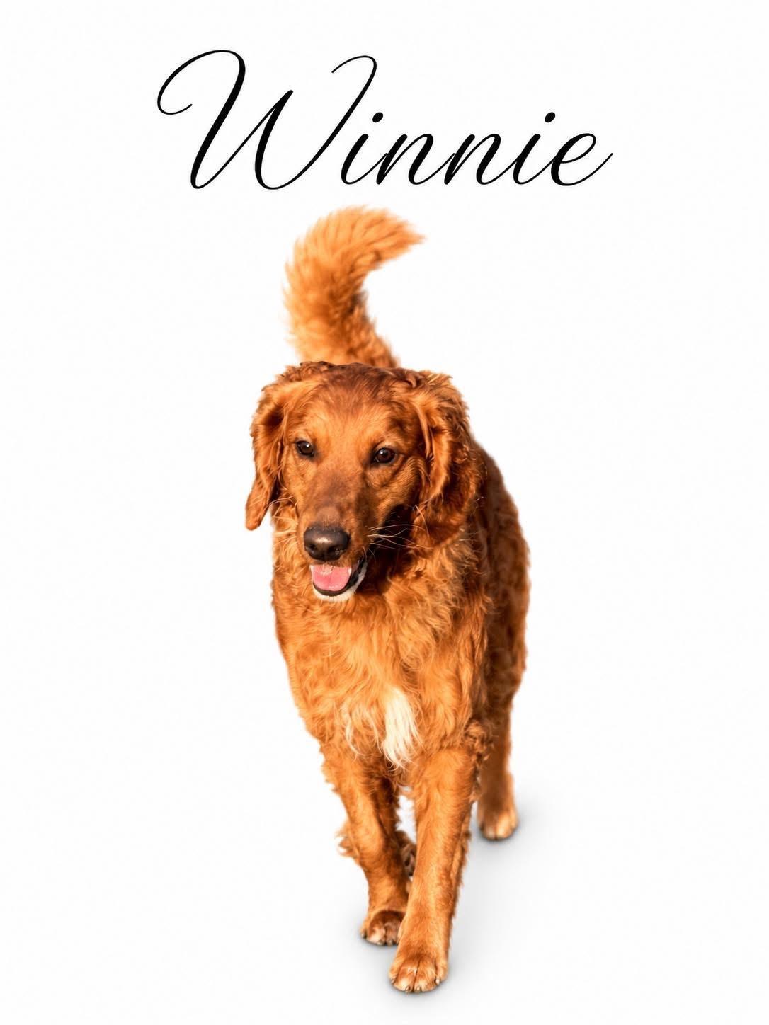 Winnie, a ADOPTABLE mixed breed in SYLVANIA, GA image 2/5