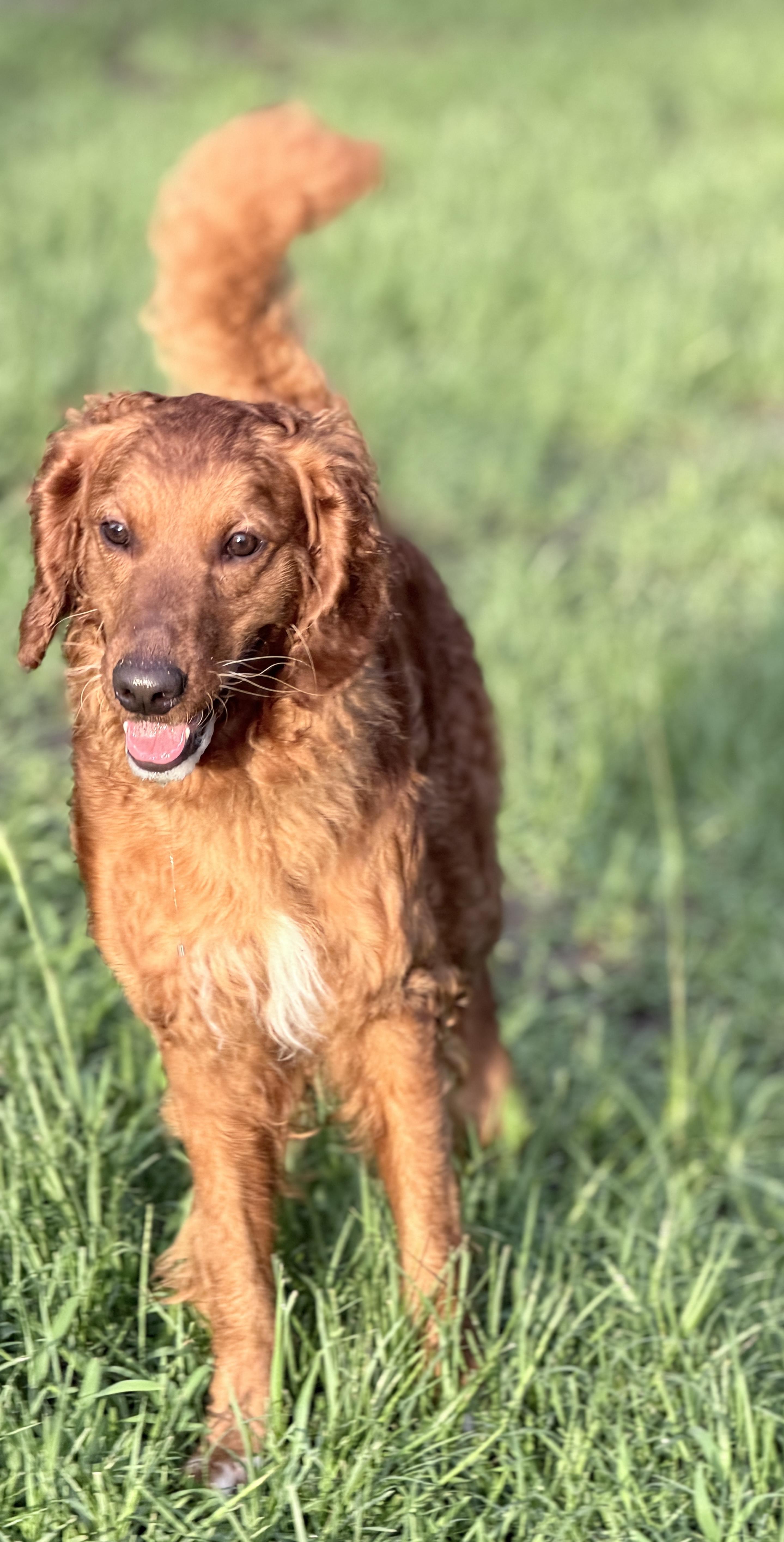 Winnie, a ADOPTABLE mixed breed in SYLVANIA, GA image 4/5