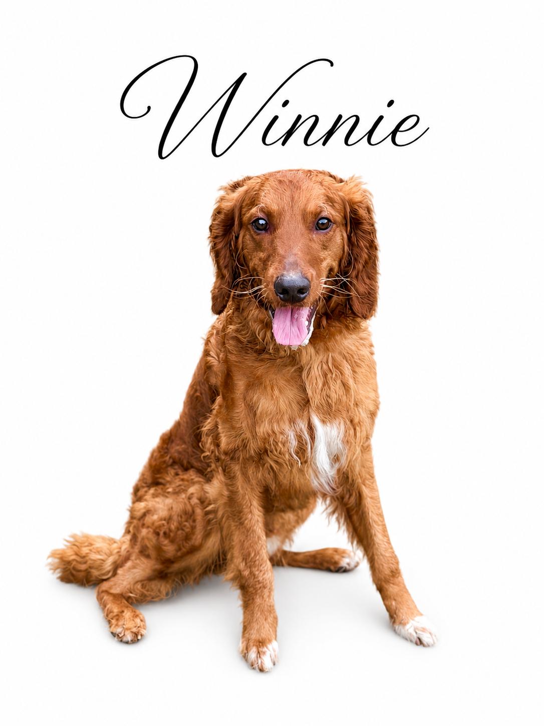 Winnie, ADOPTABLE, Young Male Golden Retriever & Goldendoodle.
