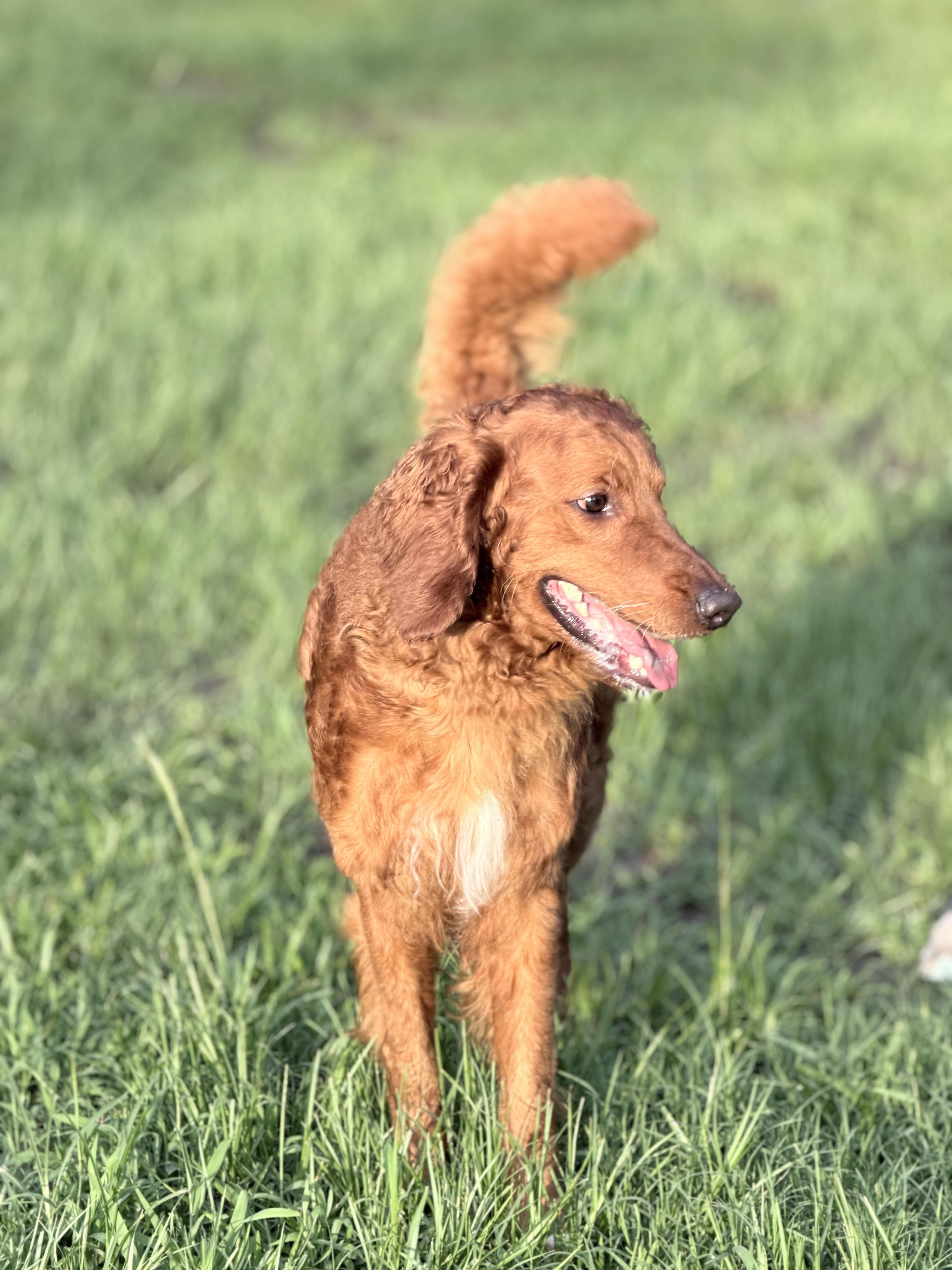 Winnie, a ADOPTABLE mixed breed in SYLVANIA, GA image 5/5