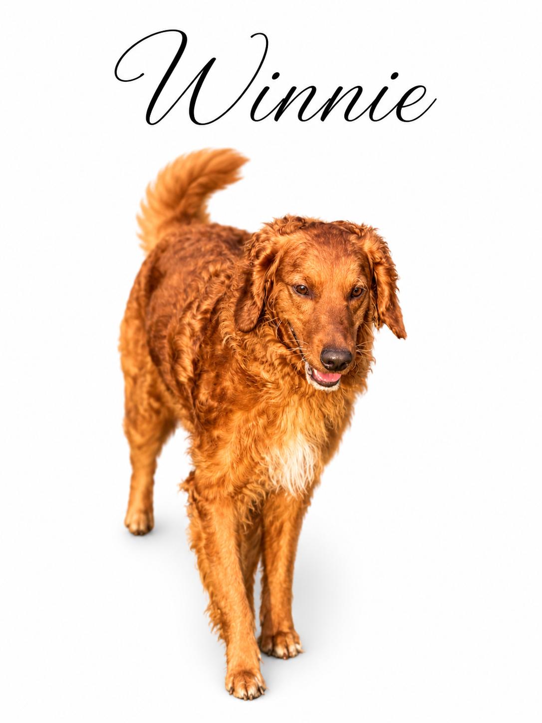 Winnie, a ADOPTABLE mixed breed in SYLVANIA, GA image 3/5