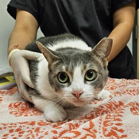 Pebbles, Adoptable, Adult Female Domestic Short Hair.