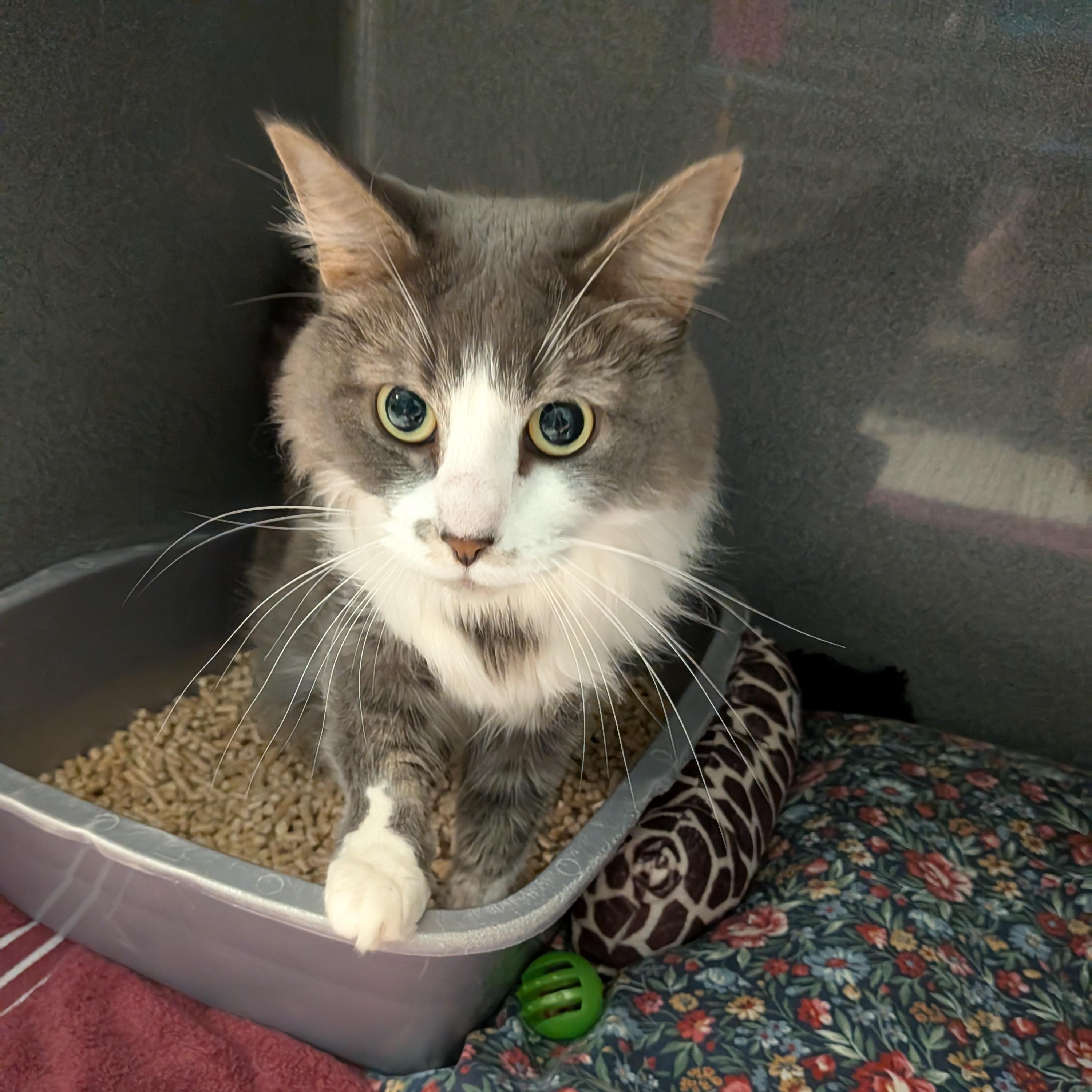 Enlarge Raya, a Adoptable Domestic Long Hair in Paris, ME image 2/3