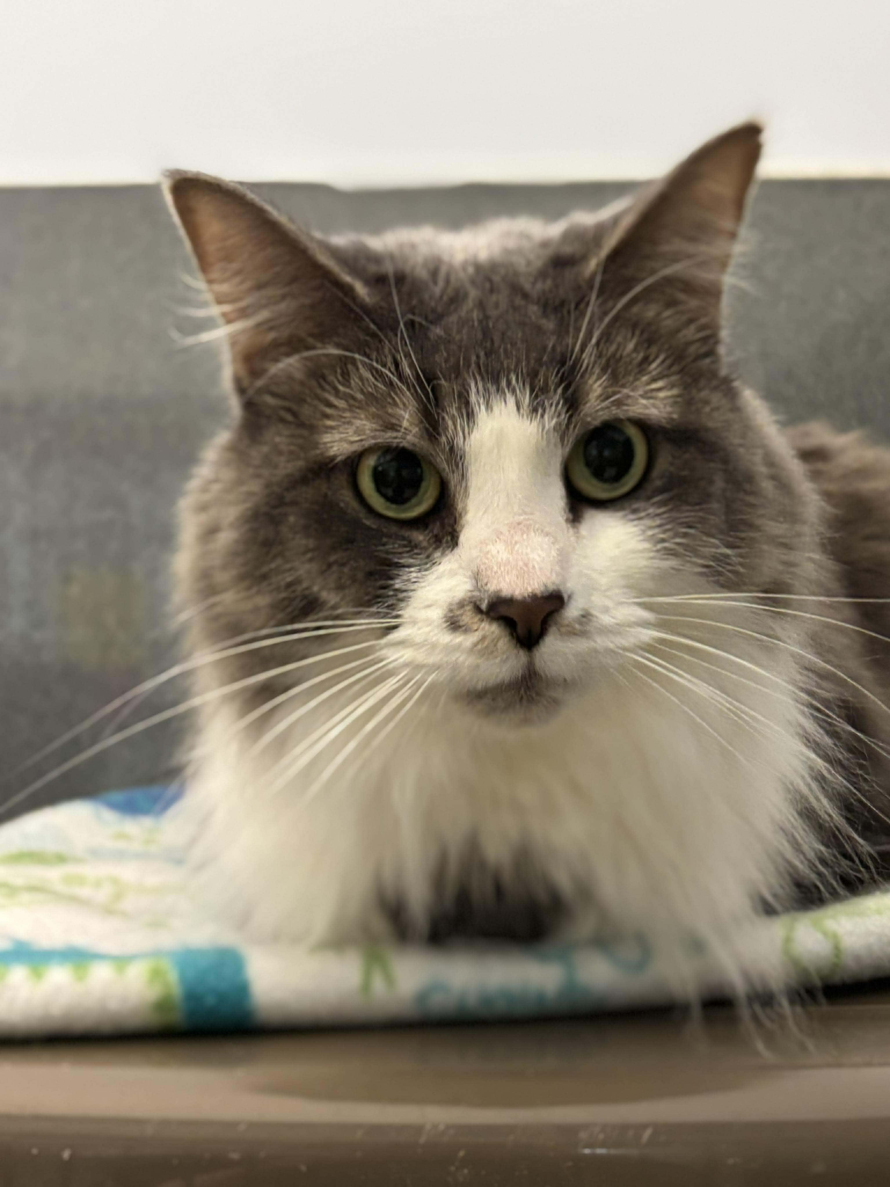 Enlarge Raya, a Adoptable Domestic Long Hair in Paris, ME image 4/4