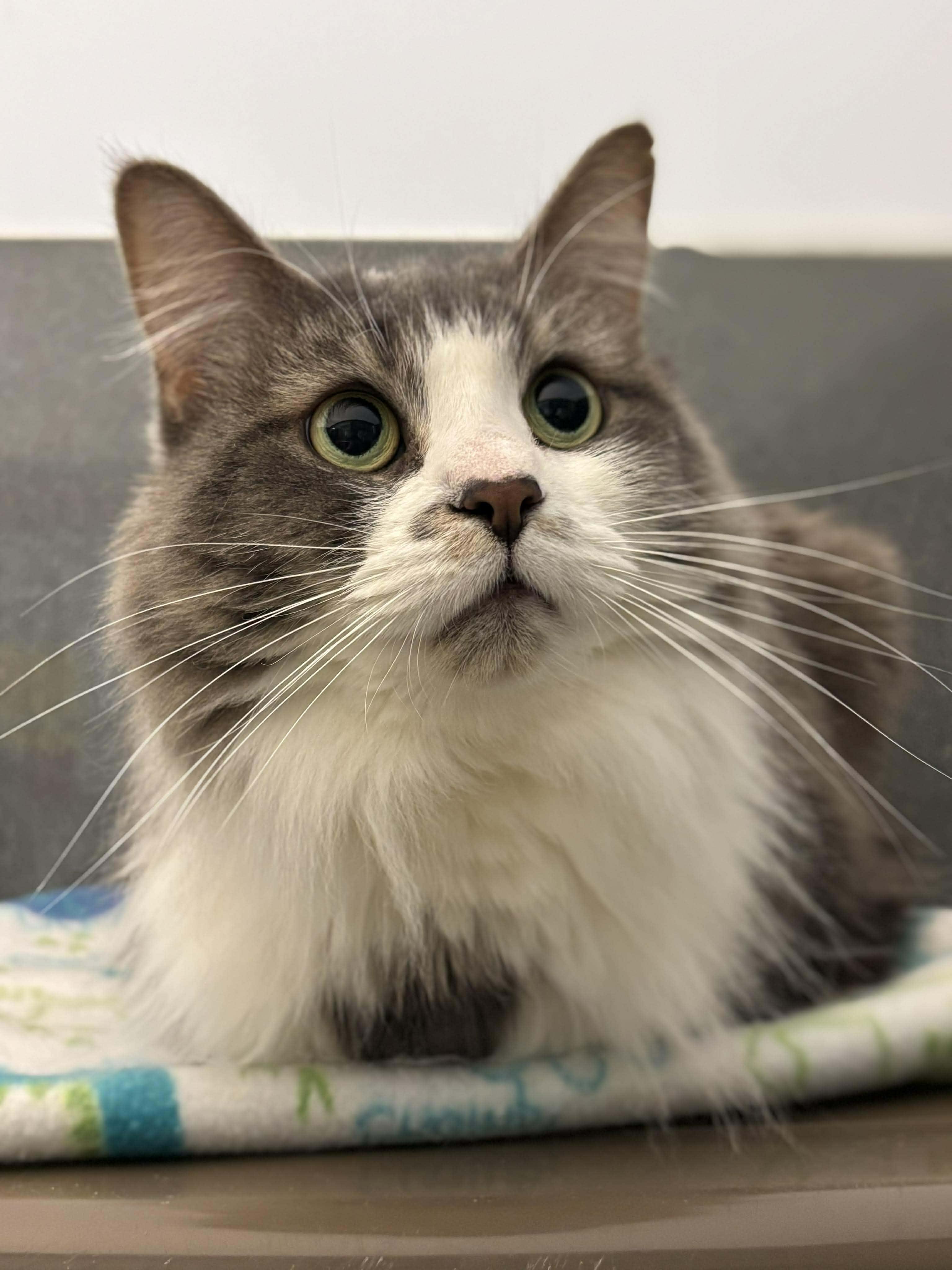 Raya, Adoptable, Adult Female Domestic Long Hair.