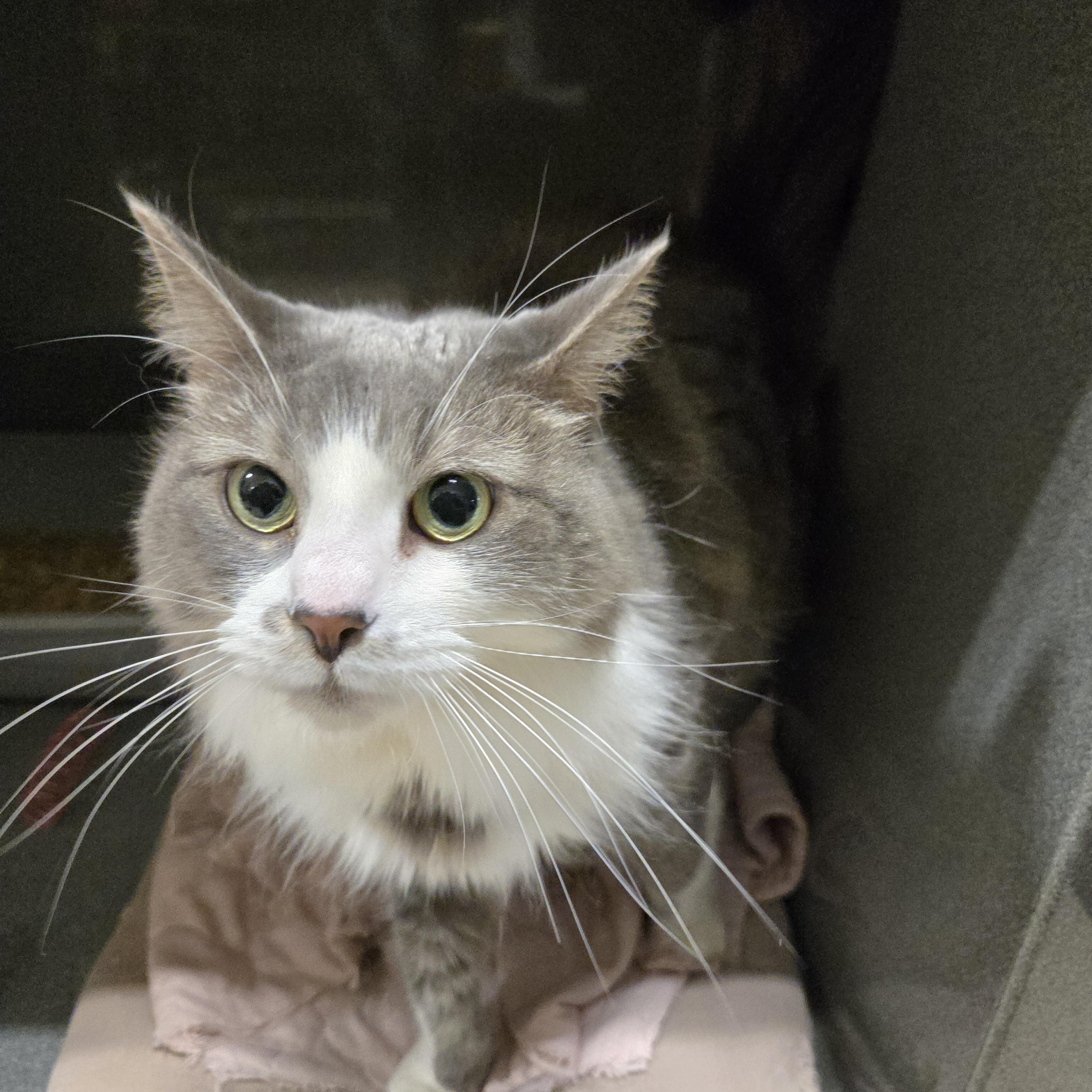 Raya, an adoptable Domestic Long Hair in Paris, ME, 04271 | Photo Image 1