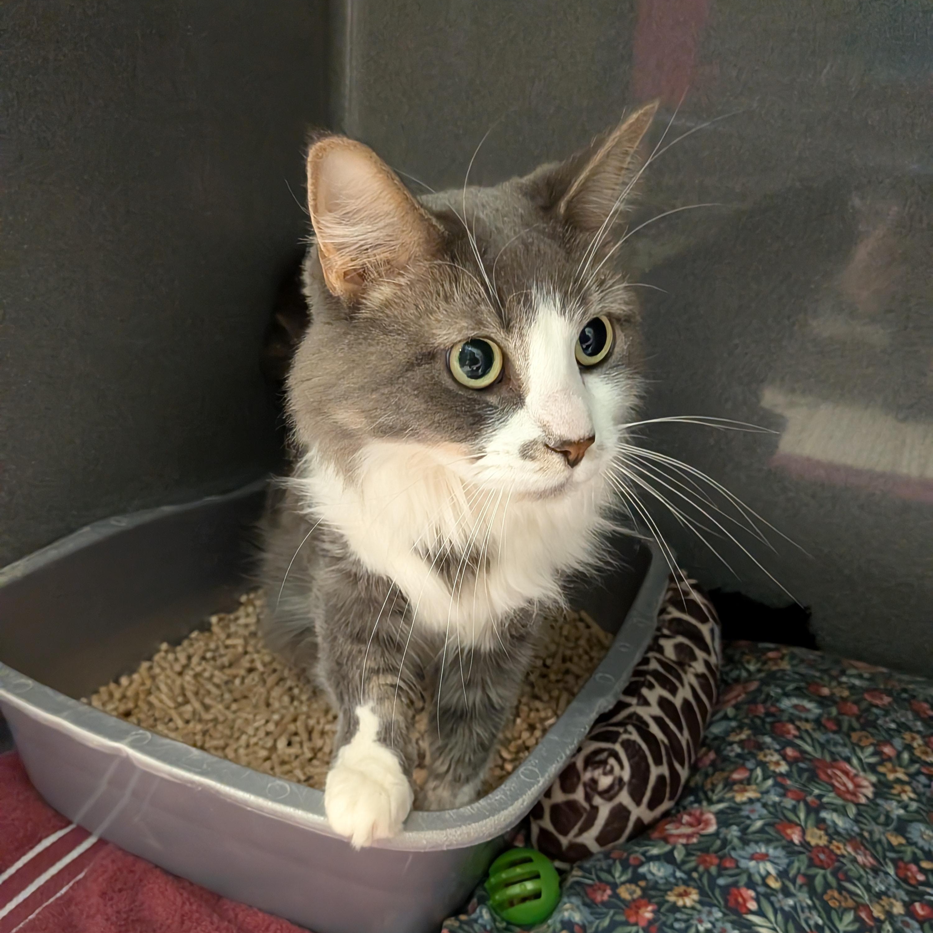 Enlarge Raya, a Adoptable Domestic Long Hair in Paris, ME image 3/3