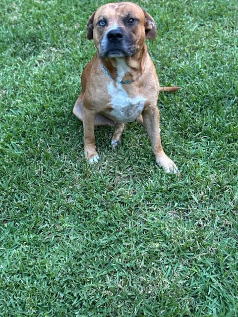 Enlarge George - (CO), an adopted mixed breed in Denver, CO image 5/6